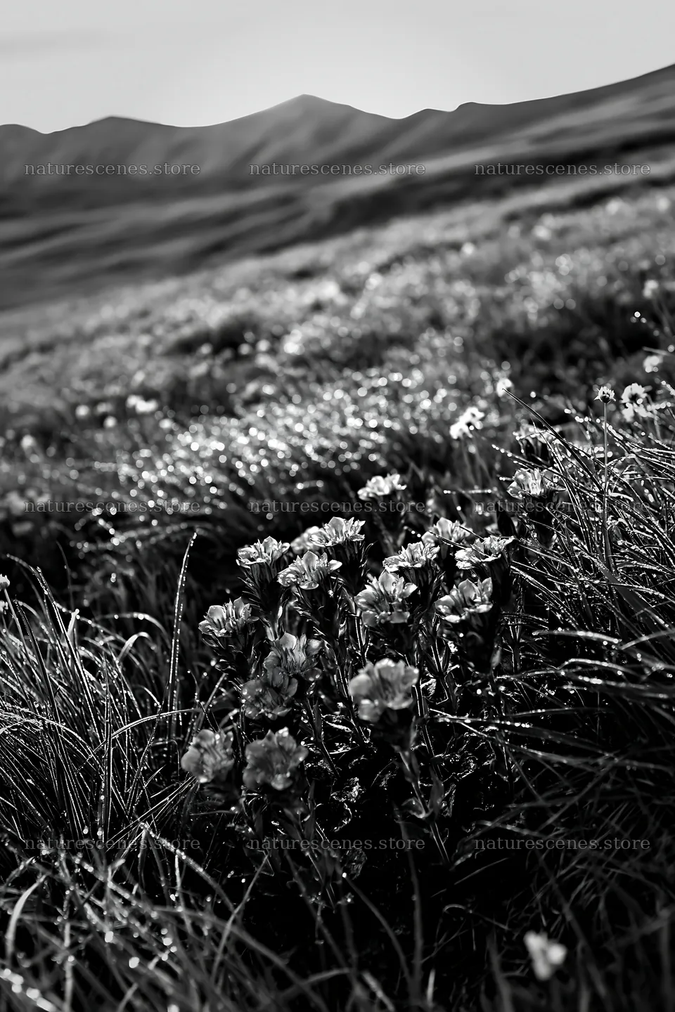 Silver dew meadow with purple flowers in a green field – nature scenes 6480x9722
