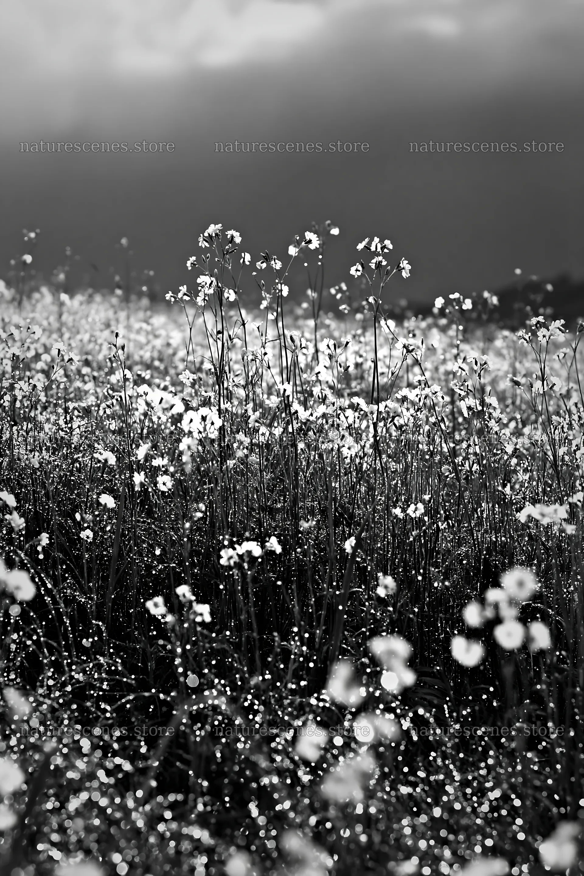 Niigata floodplain restoration meadow dew foreground – nature scenes 6480x9722