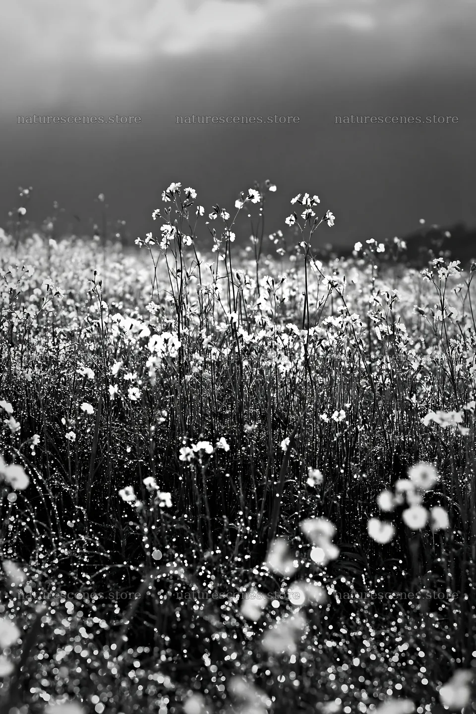 Niigata floodplain restoration meadow dew foreground – nature scenes 6480x9722