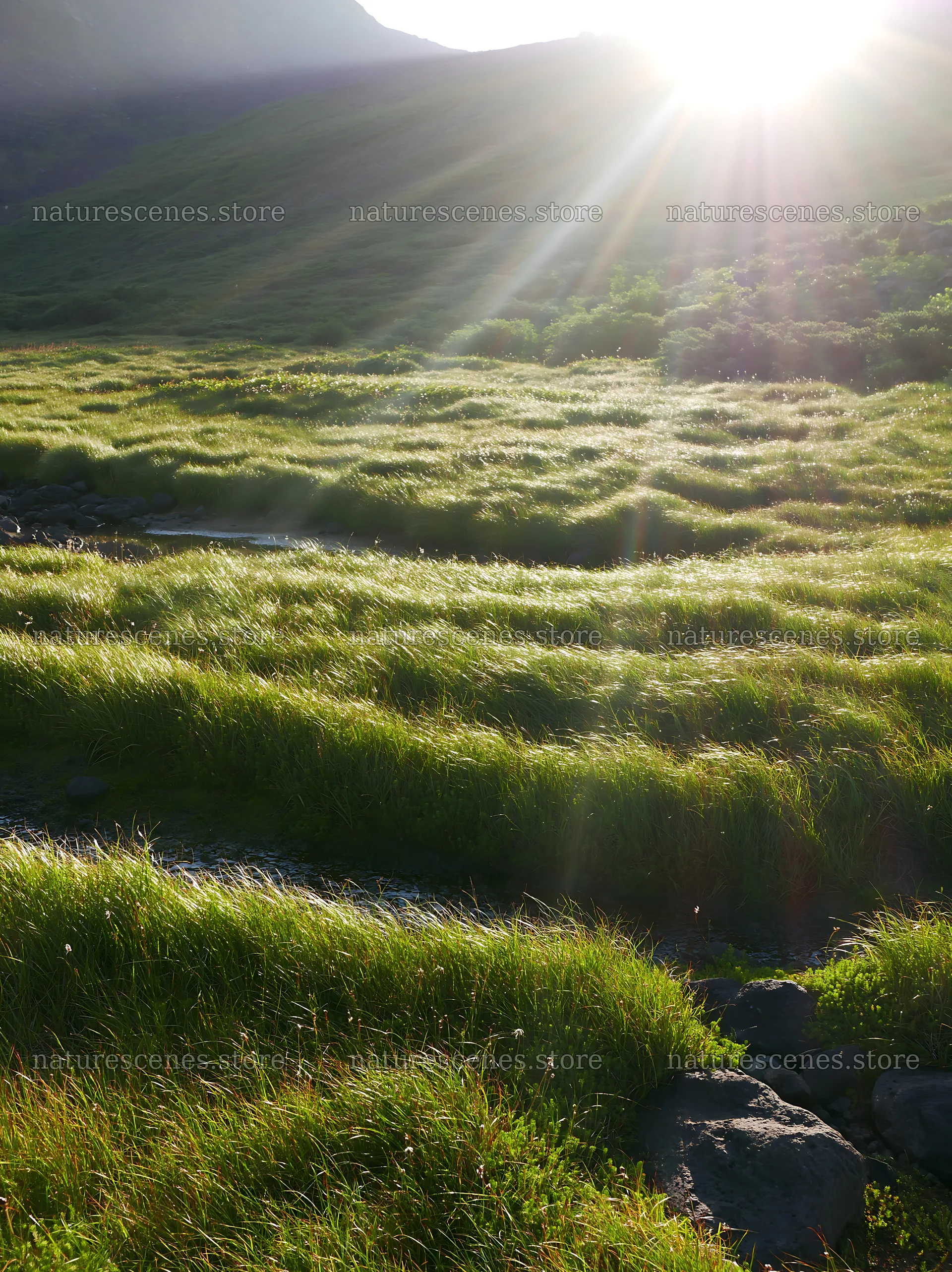 Daisetsuzan alpine meadow with light rays shining through grass – nature scenes 6866x9174