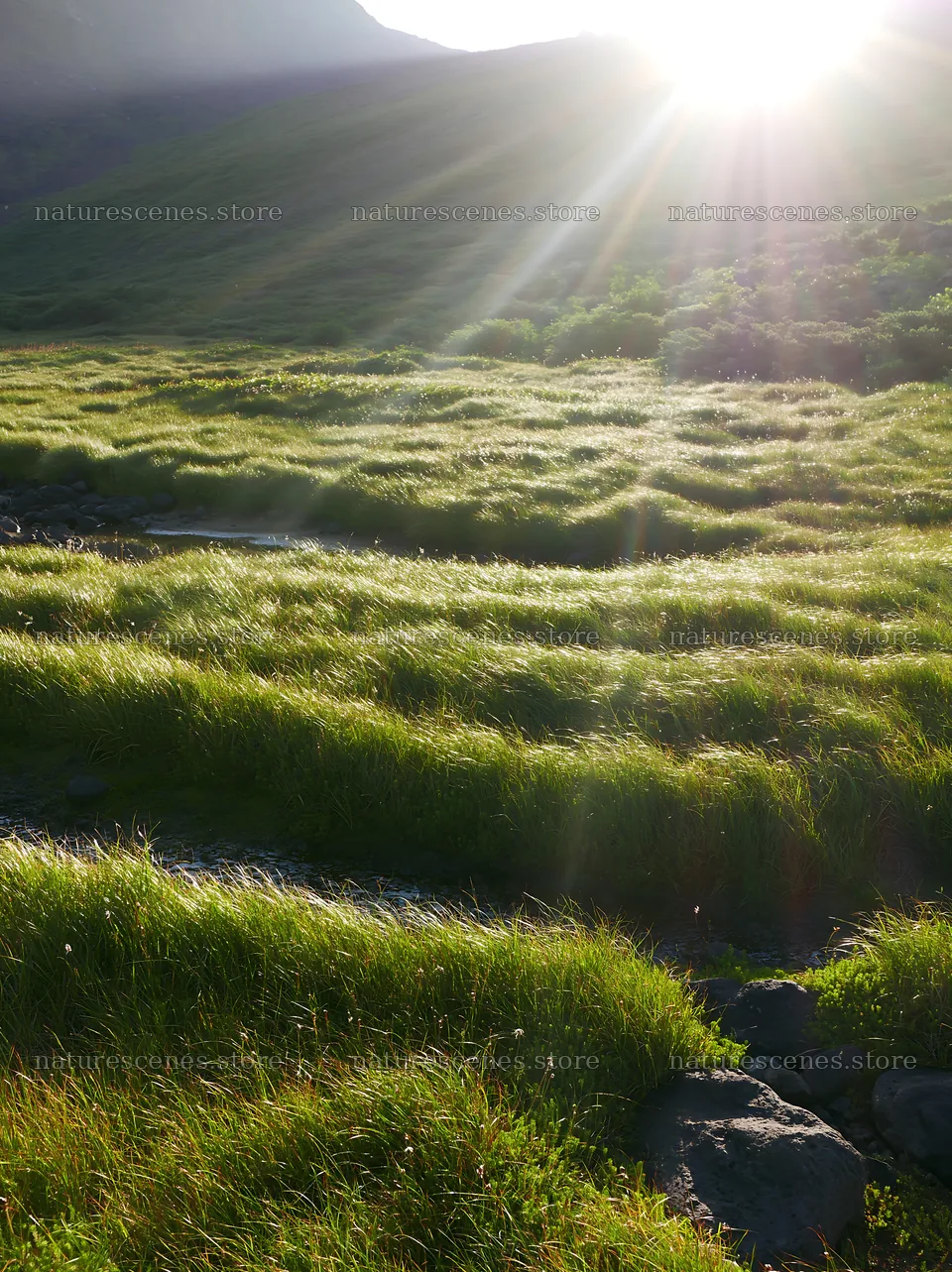 Daisetsuzan alpine meadow with light rays shining through grass – nature scenes 6866x9174
