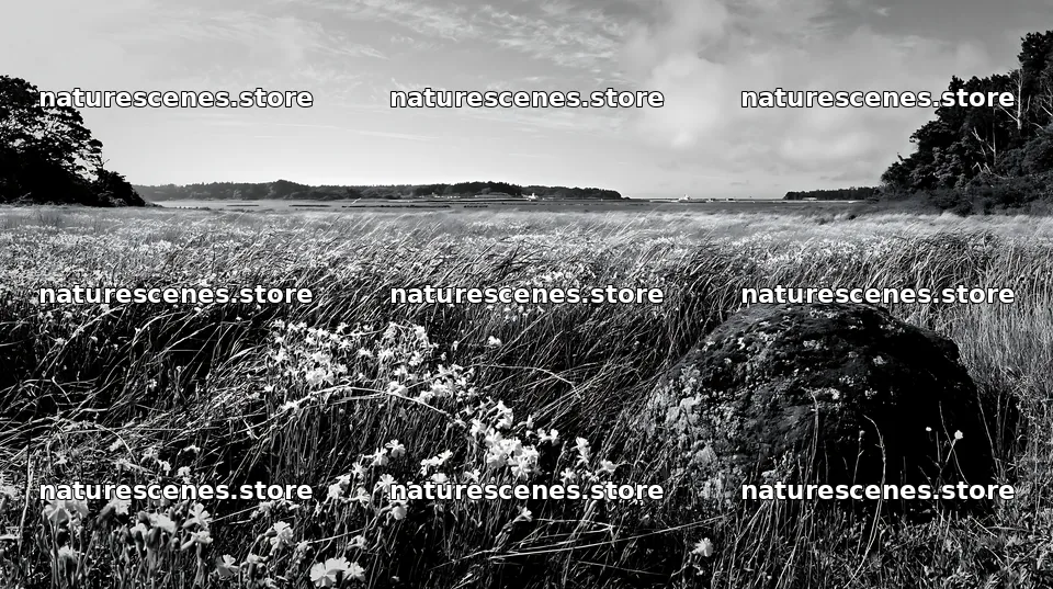Miyagi spring recovery meadow mossy stone with flowers and grass – nature scenes 10608x5938