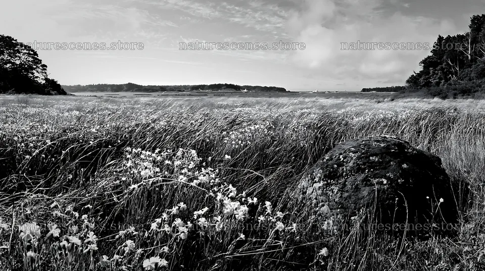 Miyagi spring recovery meadow mossy stone with flowers and grass – nature scenes 10608x5938