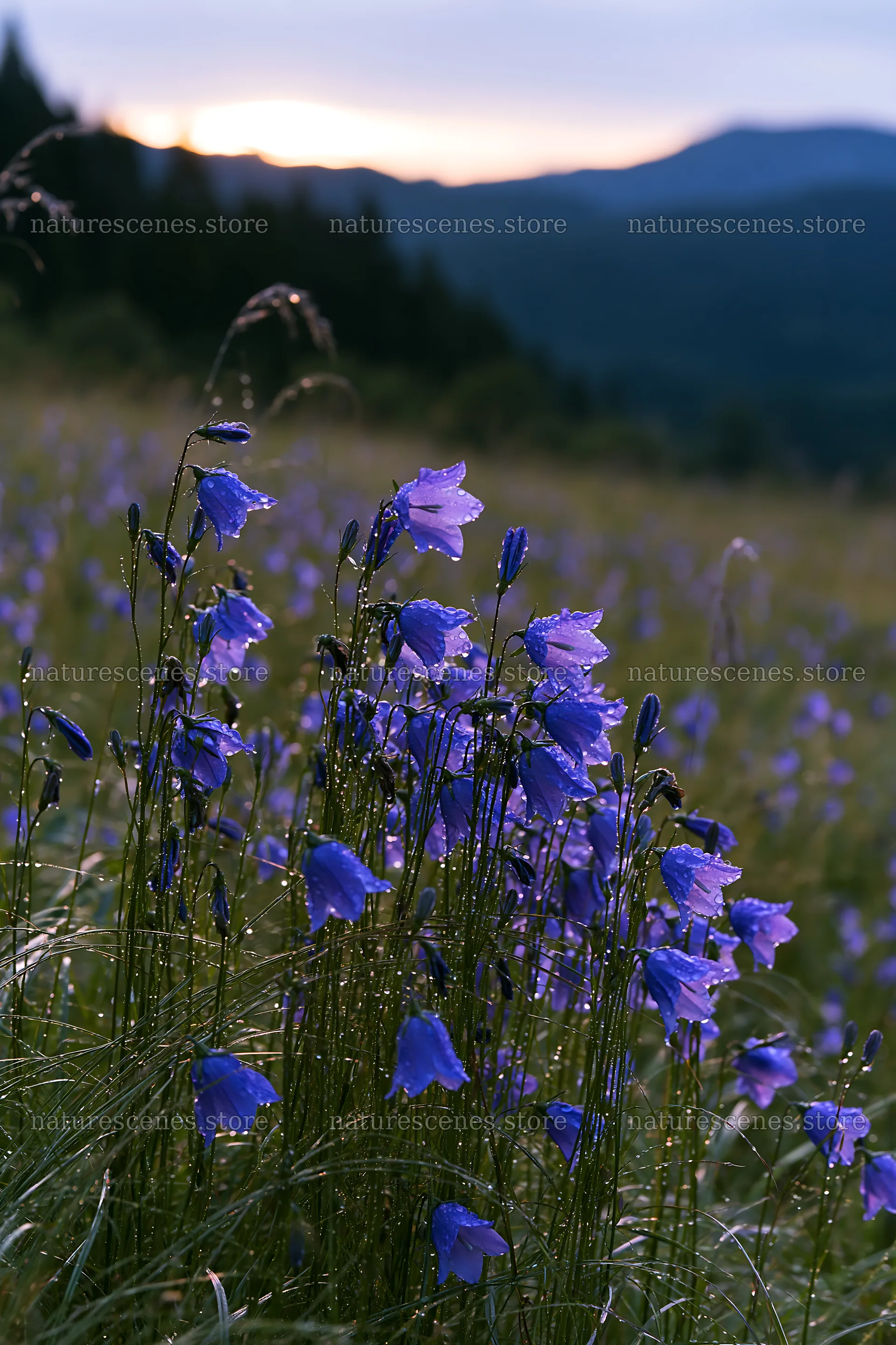Fukui native grass meadow rain droplets on bellflowers – nature scenes 6480x9722