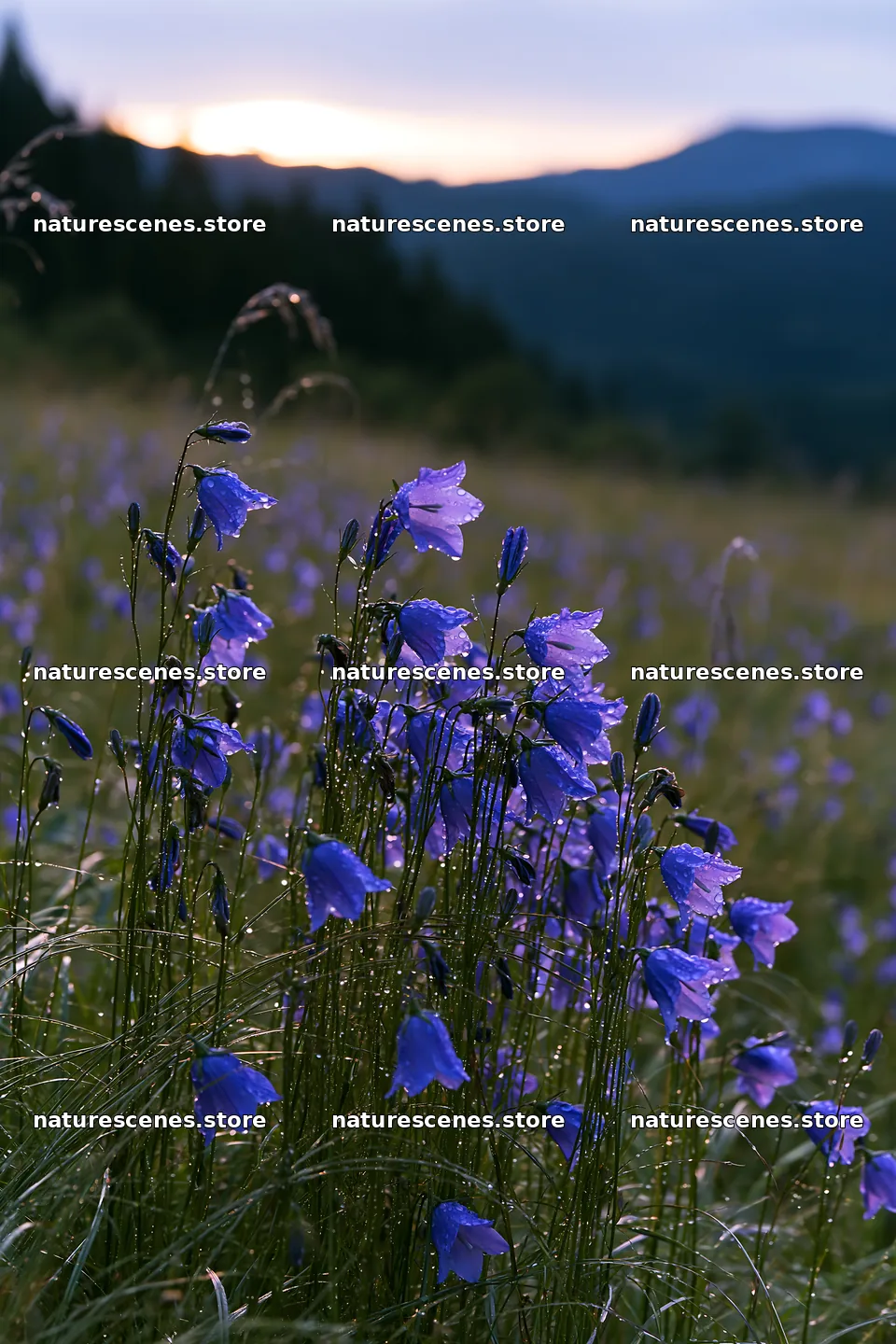 Fukui native grass meadow rain droplets on bellflowers – nature scenes 6480x9722
