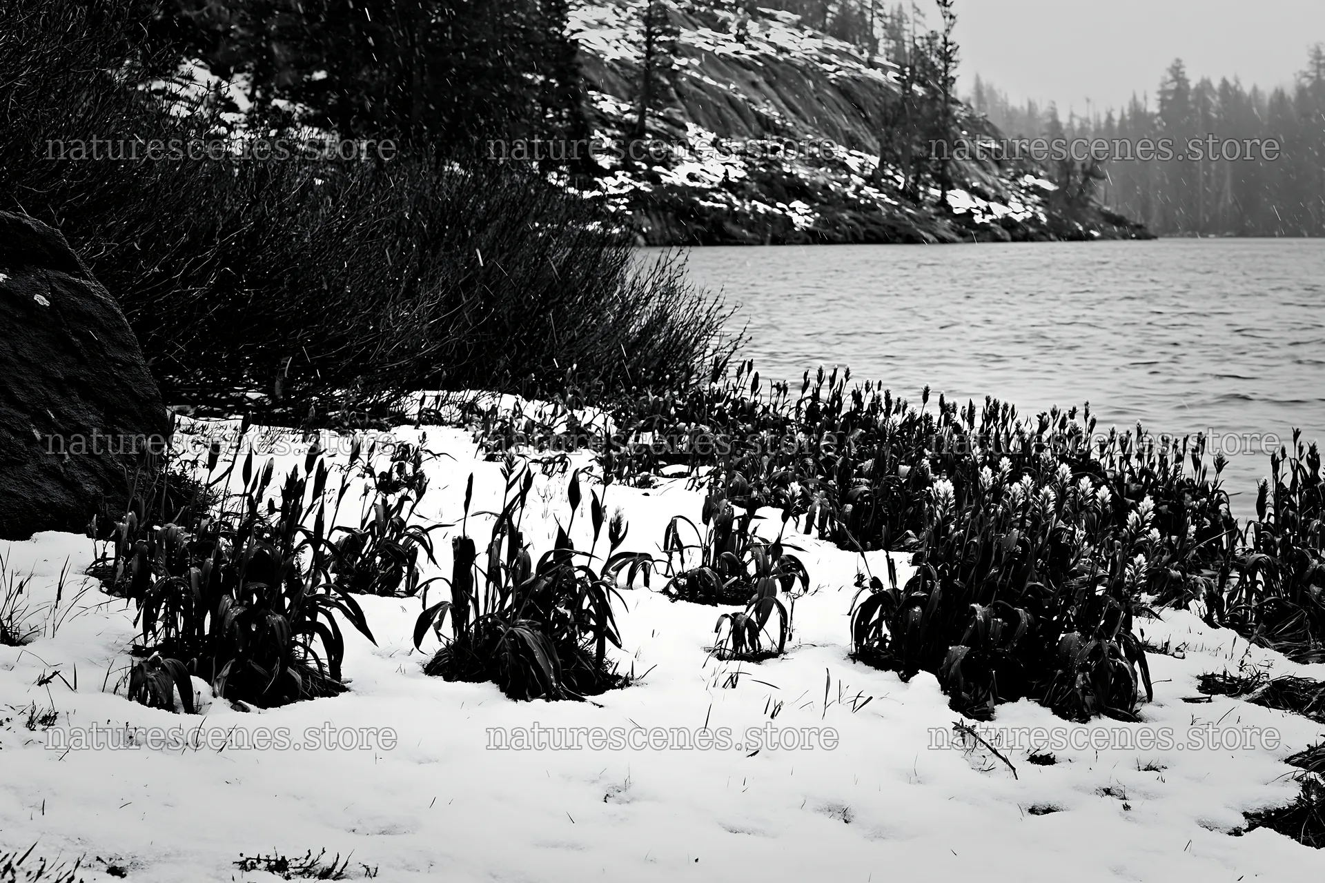 Snowy lakeside meadow with plants near water – nature scenes 9722x6480