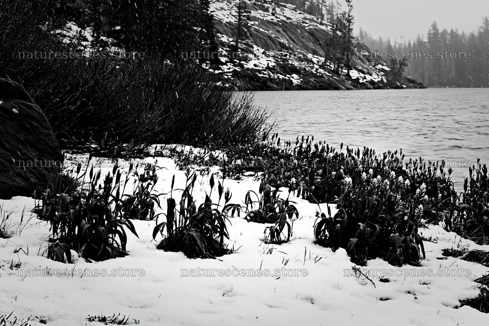 Snowy lakeside meadow with plants near water – nature scenes 9722x6480