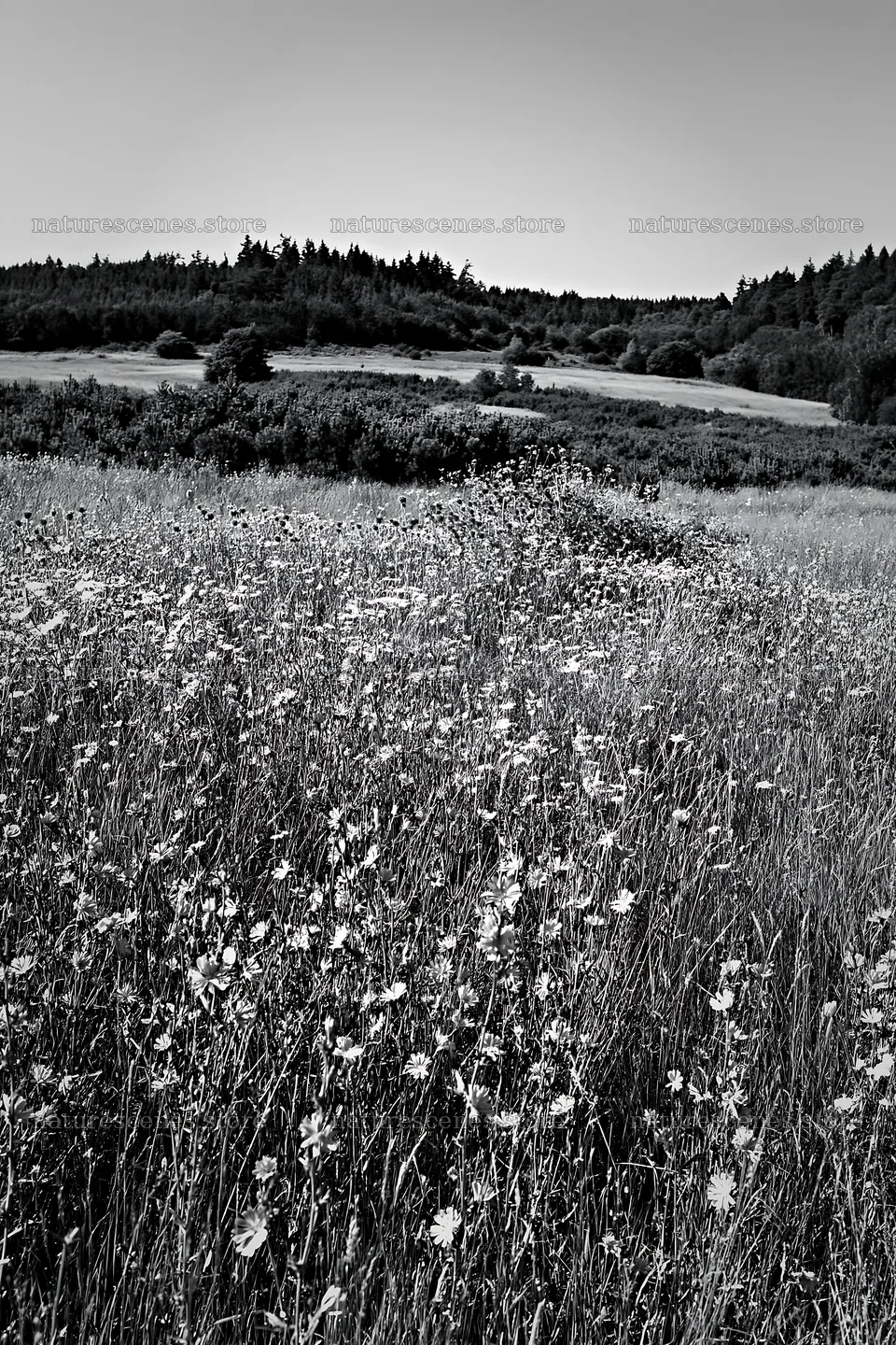 Sainfoin chicory meadow in black and white during daytime – nature scenes 6480x9722