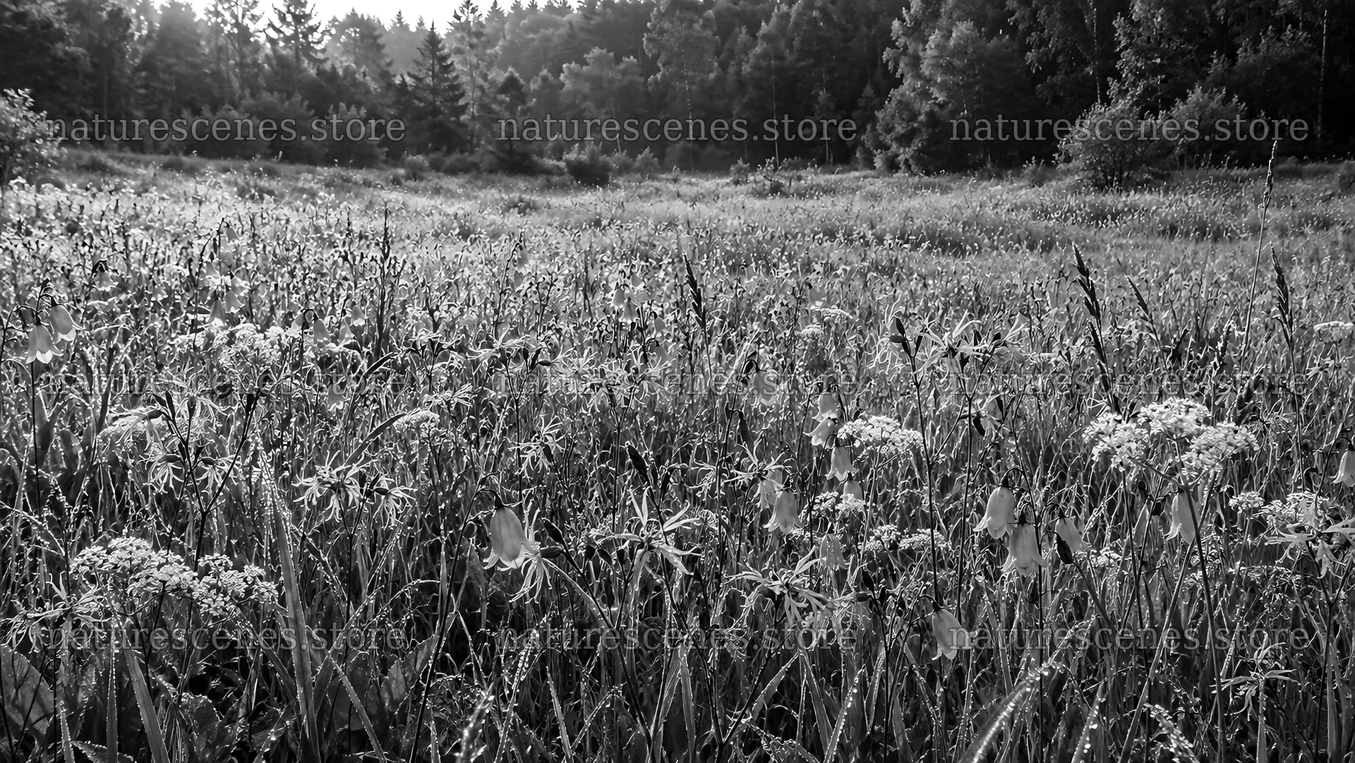 Backlit Wildflower Meadow in a Forest Clearing – nature scenes 10324x5812