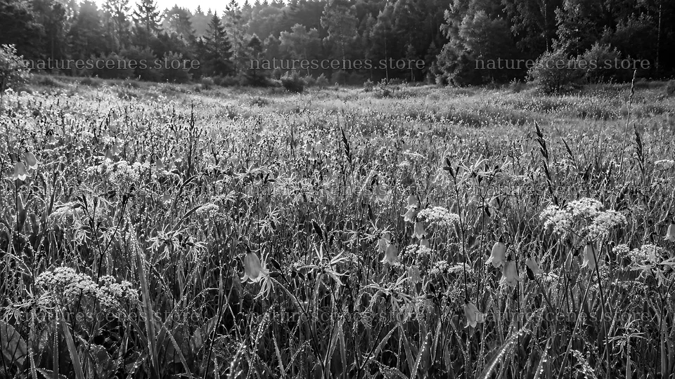Backlit Wildflower Meadow in a Forest Clearing – nature scenes 10324x5812