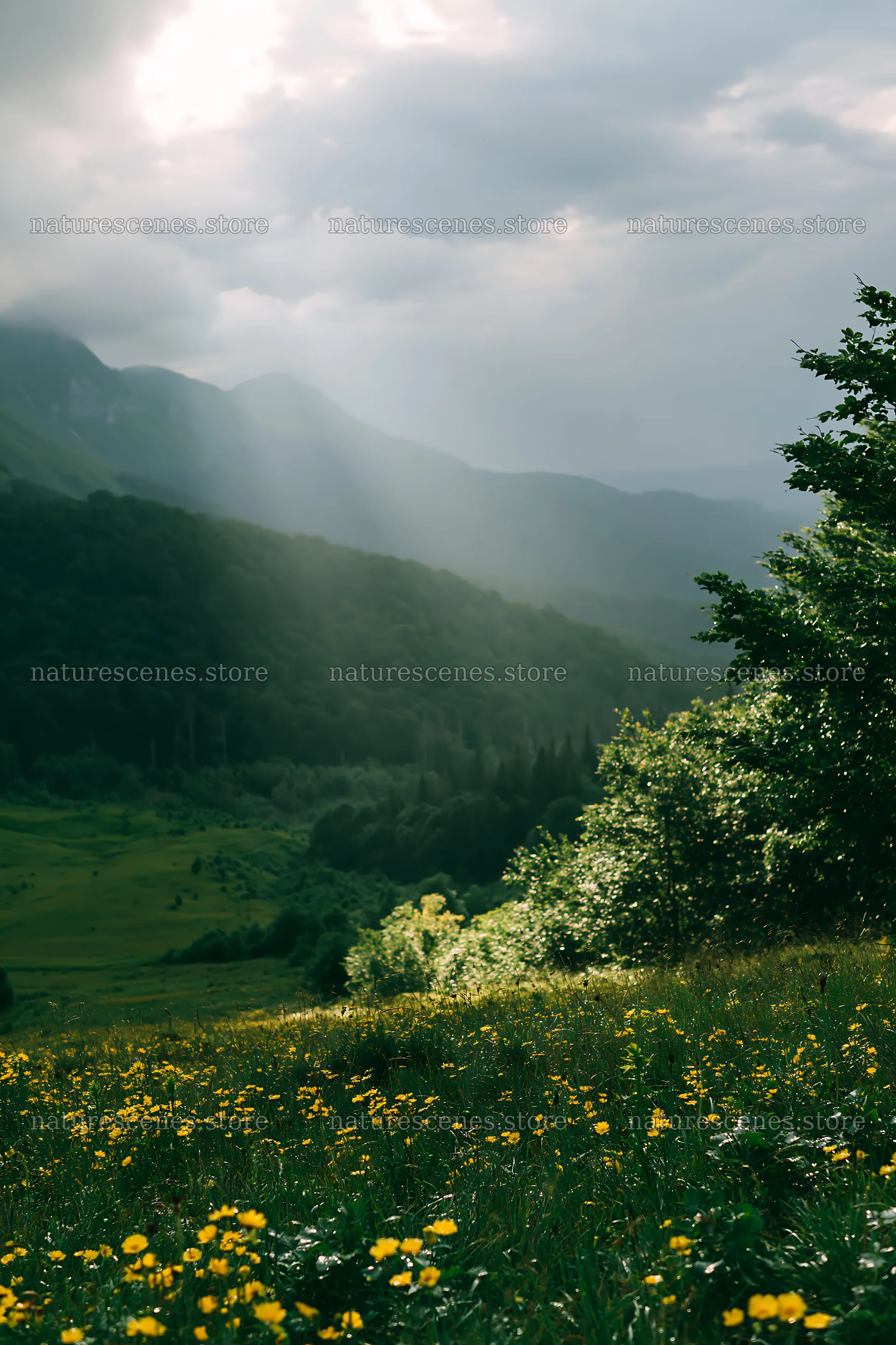 Light rays over meadow in Bucegi Mountains – nature scenes 6480x9722
