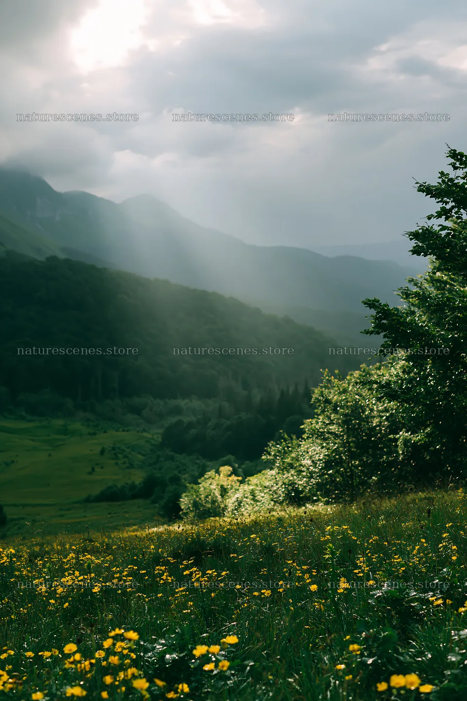 Light rays over meadow in Bucegi Mountains – nature scenes 6480x9722