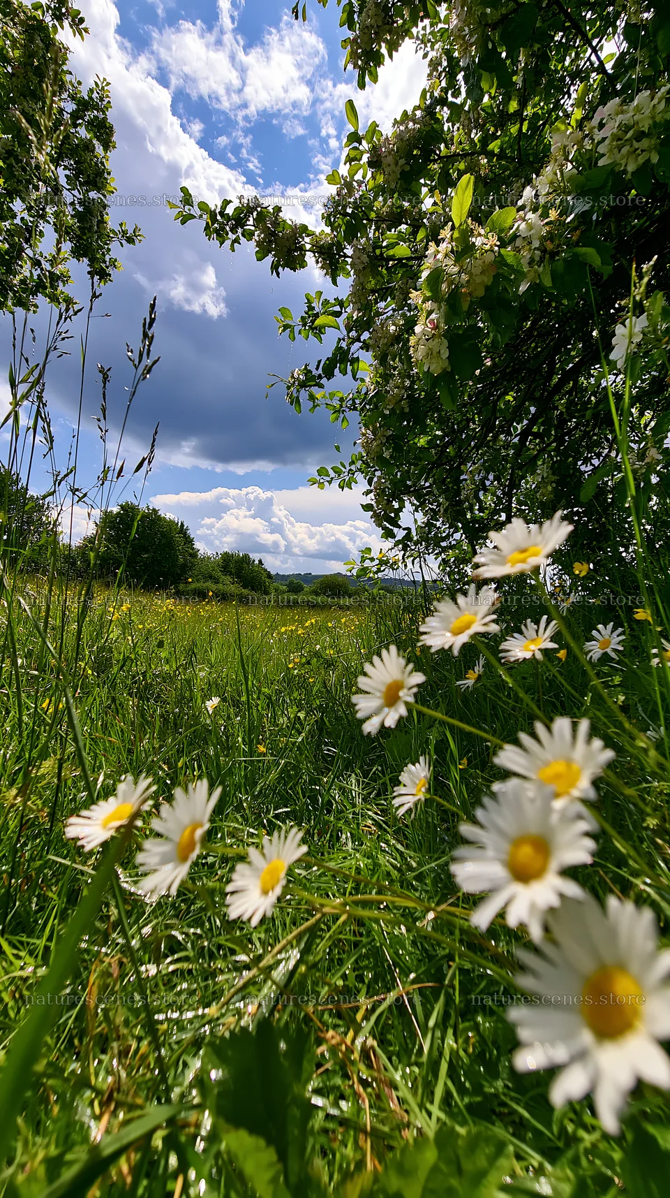 Daisies in meadow under cloudy sky near apple trees – nature scenes 5938x10608