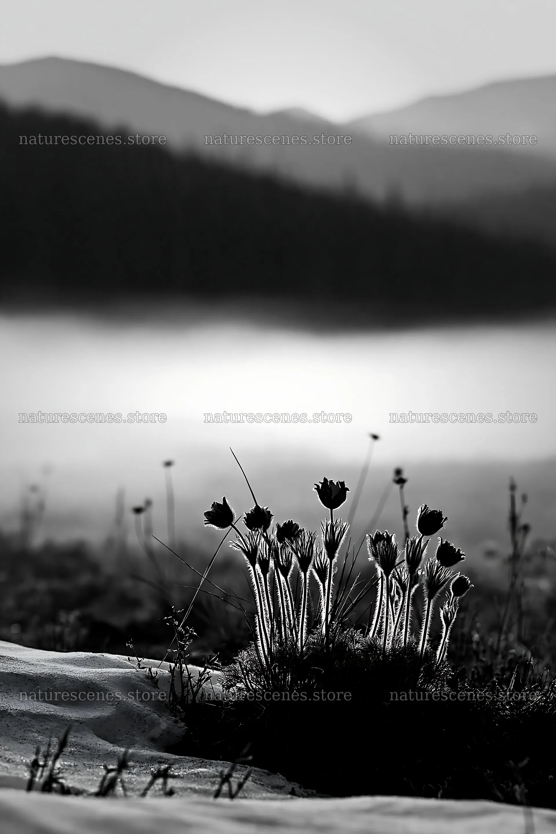 Snowdrift meadow with wildflowers and soft fog – nature scenes 6480x9722