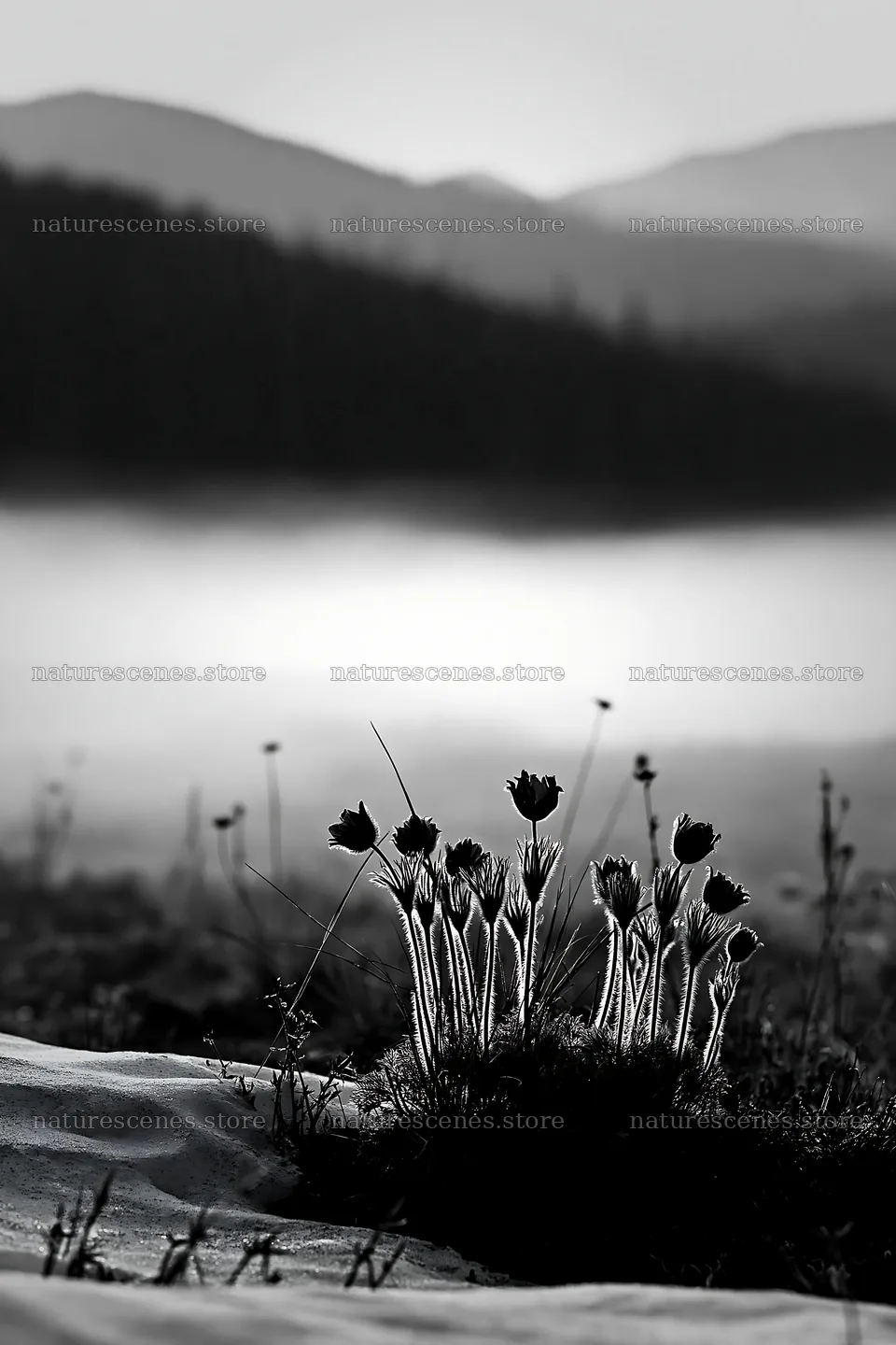 Snowdrift meadow with wildflowers and soft fog – nature scenes 6480x9722