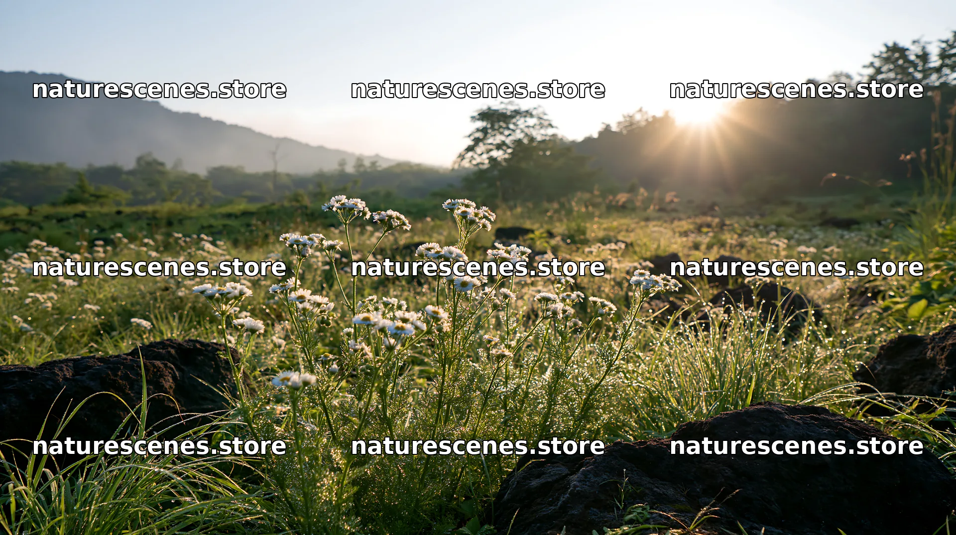 Yamanashi regenerative meadow with basalt stones and wildflowers – nature scenes 10608x5938
