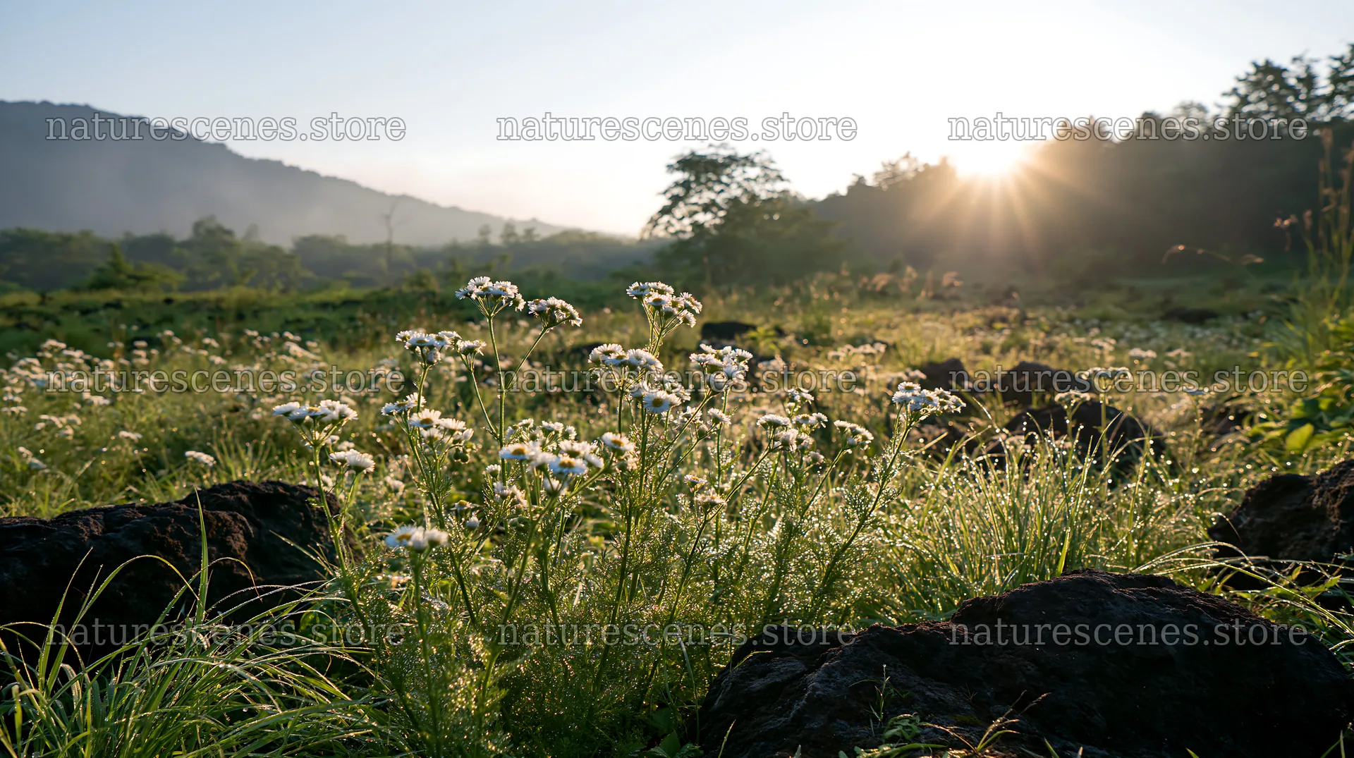 Yamanashi regenerative meadow with basalt stones and wildflowers – nature scenes 10608x5938