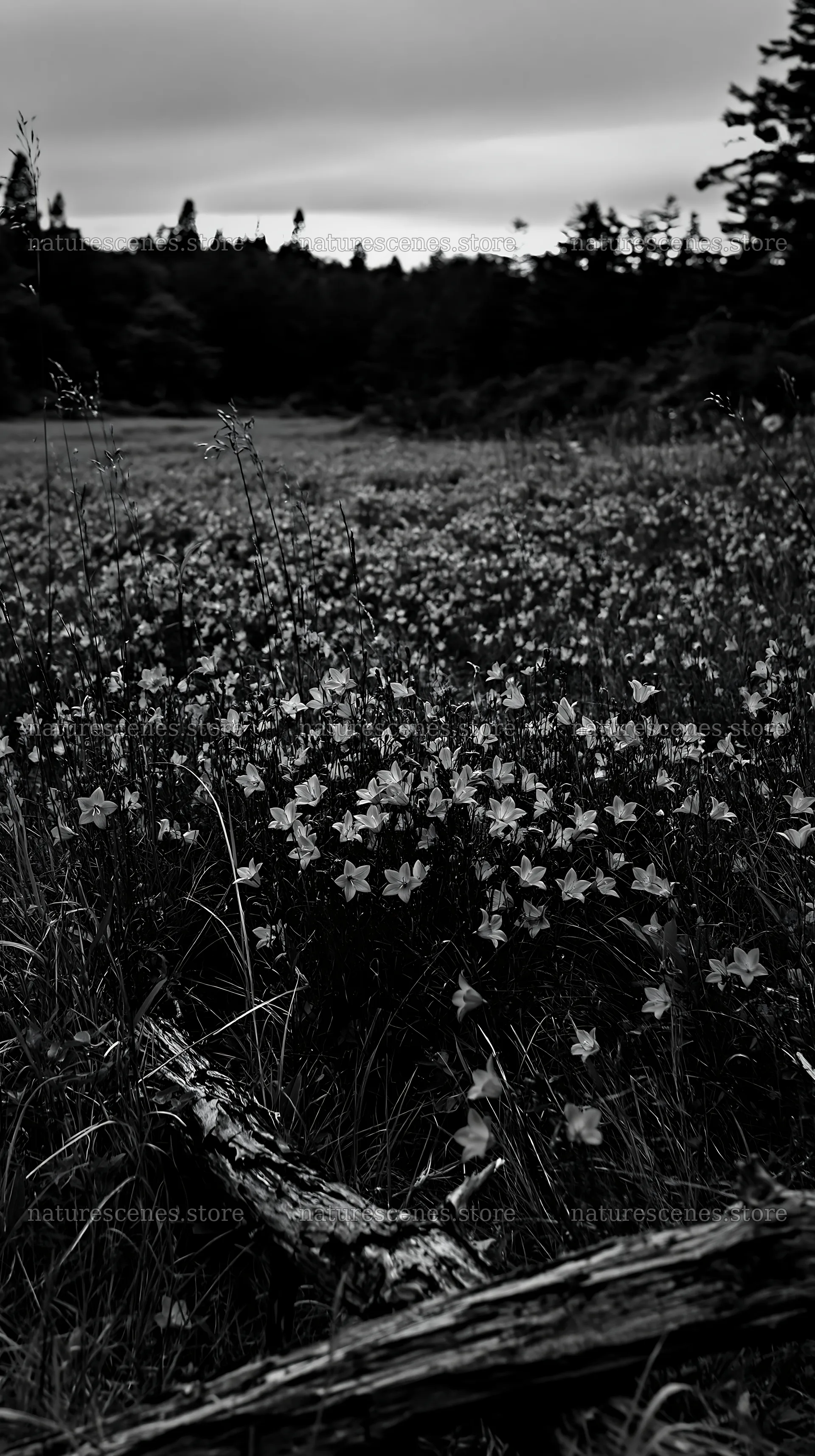 Yamagata rewilded meadow with fallen branch in the foreground – nature scenes 5938x10608