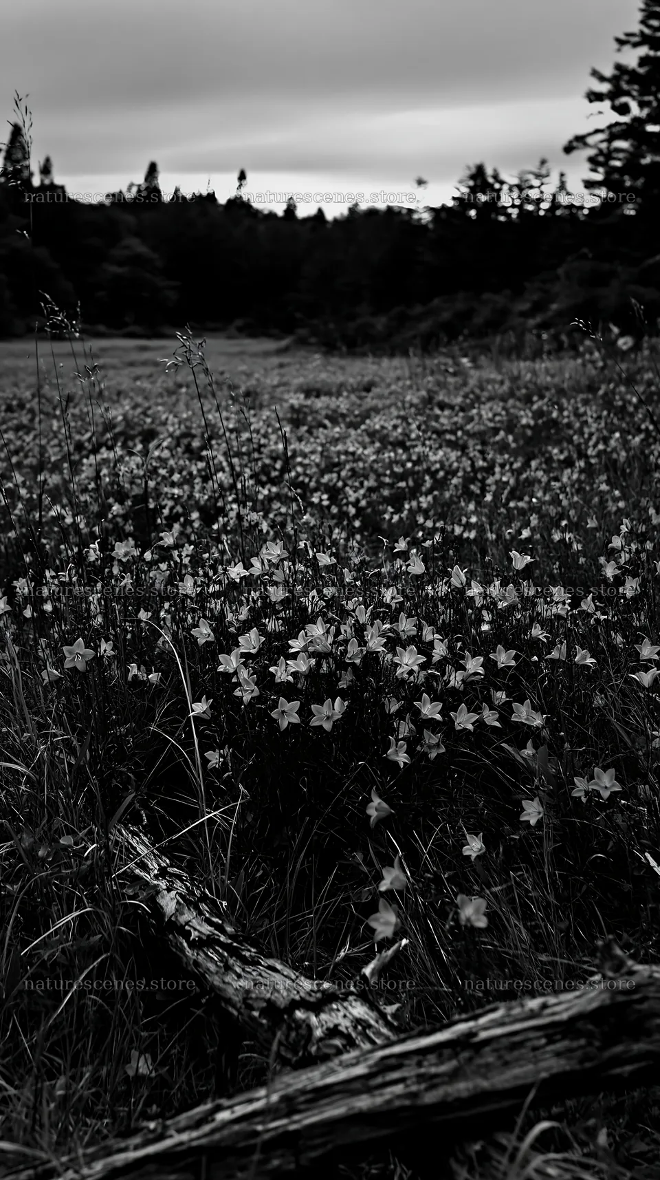 Yamagata rewilded meadow with fallen branch in the foreground – nature scenes 5938x10608