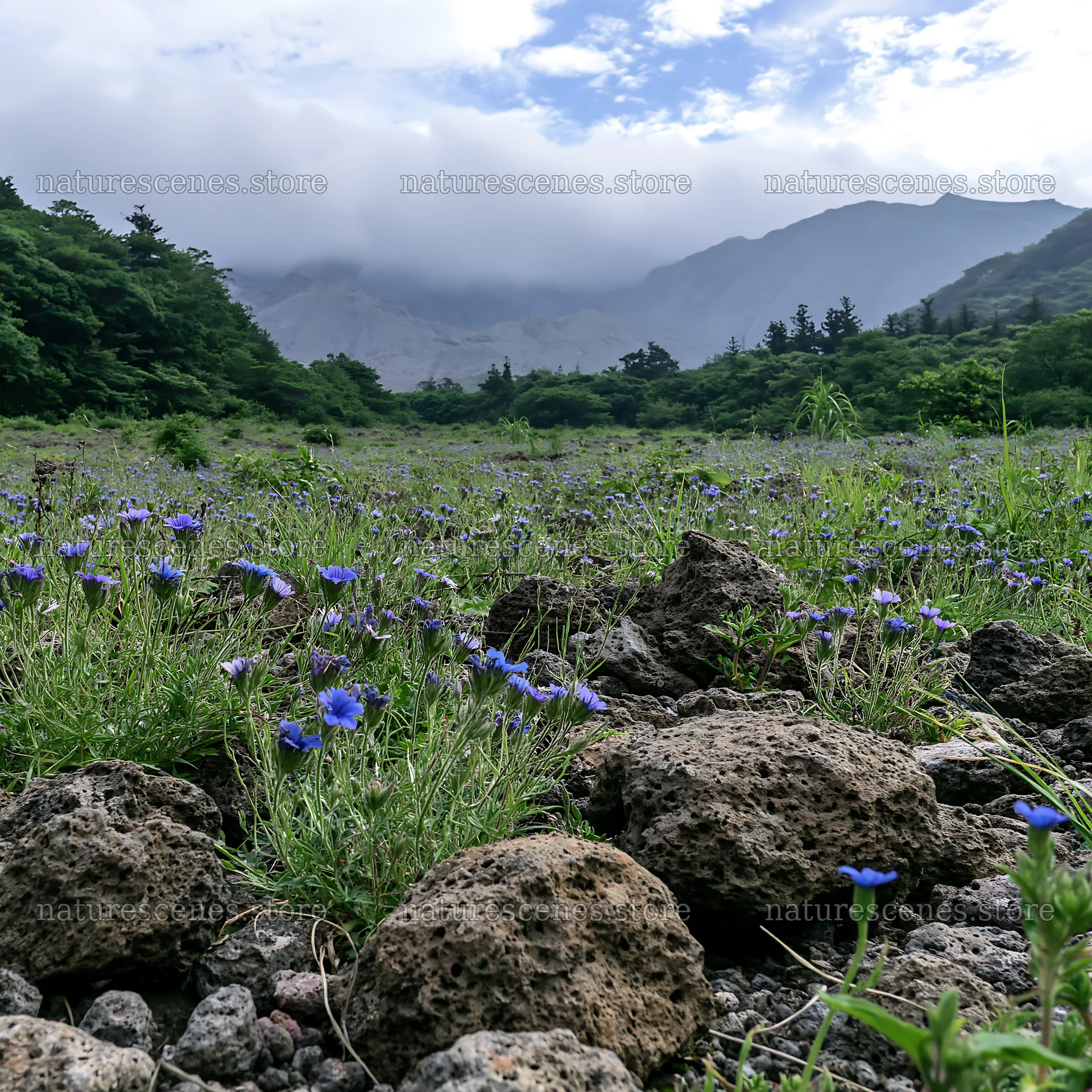 Kagoshima meadow with volcanic rocks and blue flowers – nature scenes 7938x7938