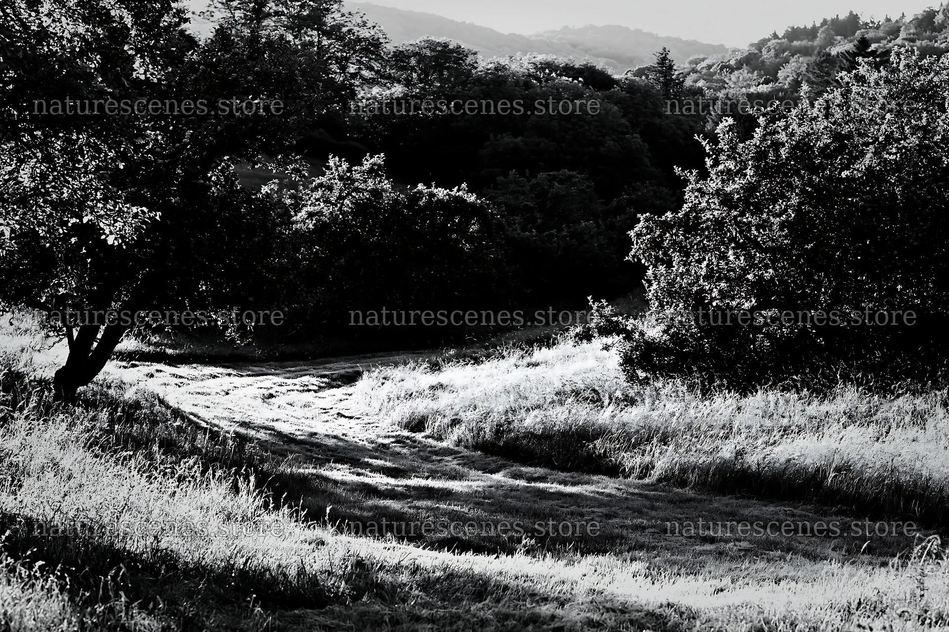 Valley apple meadow with trees and grassy path – nature scenes 9722x6480