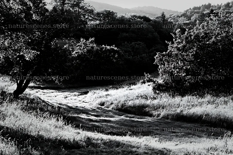Valley apple meadow with trees and grassy path – nature scenes 9722x6480