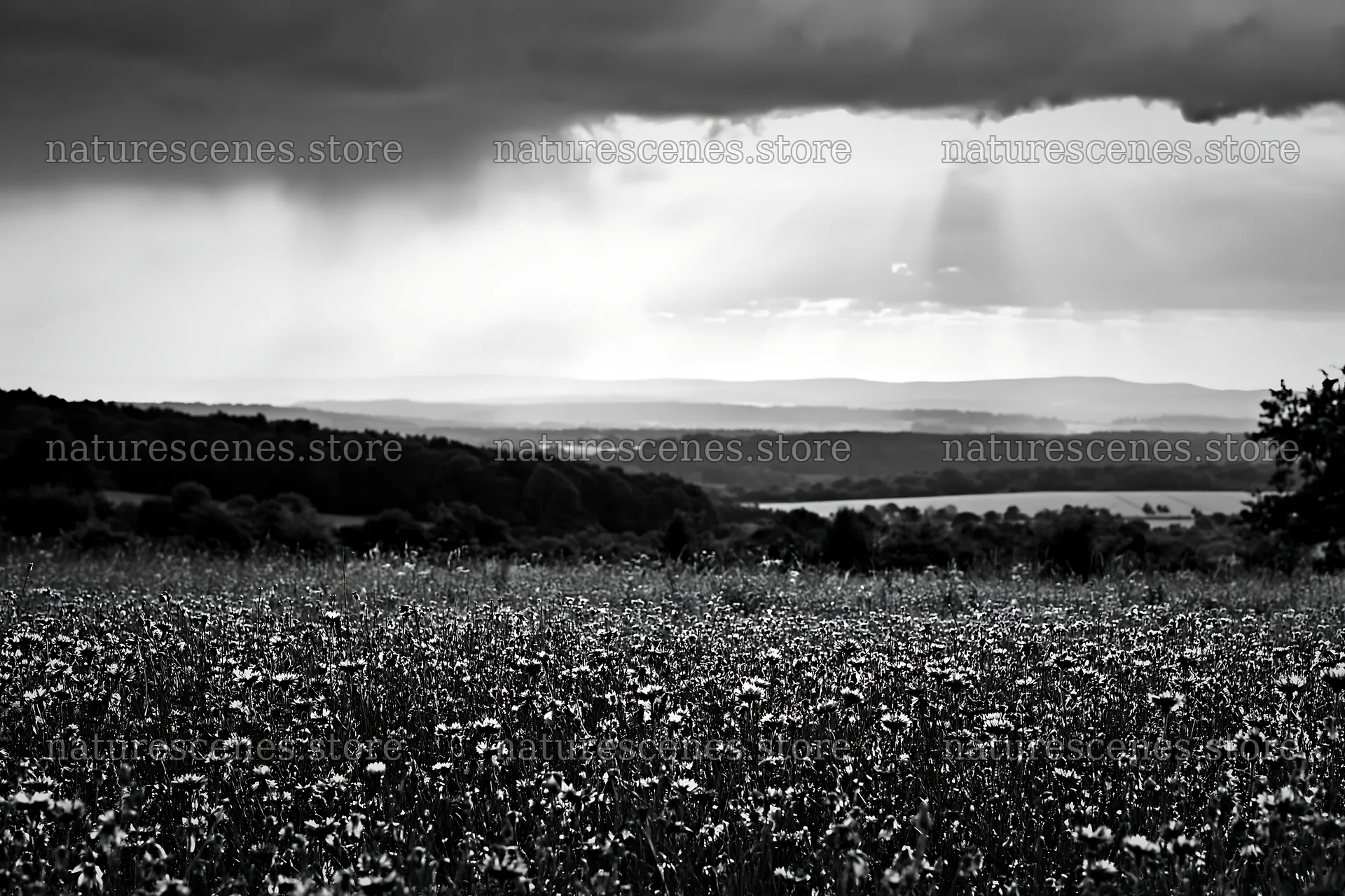 Cornflower meadow website header image with clouds and sunlight – nature scenes 9722x6480