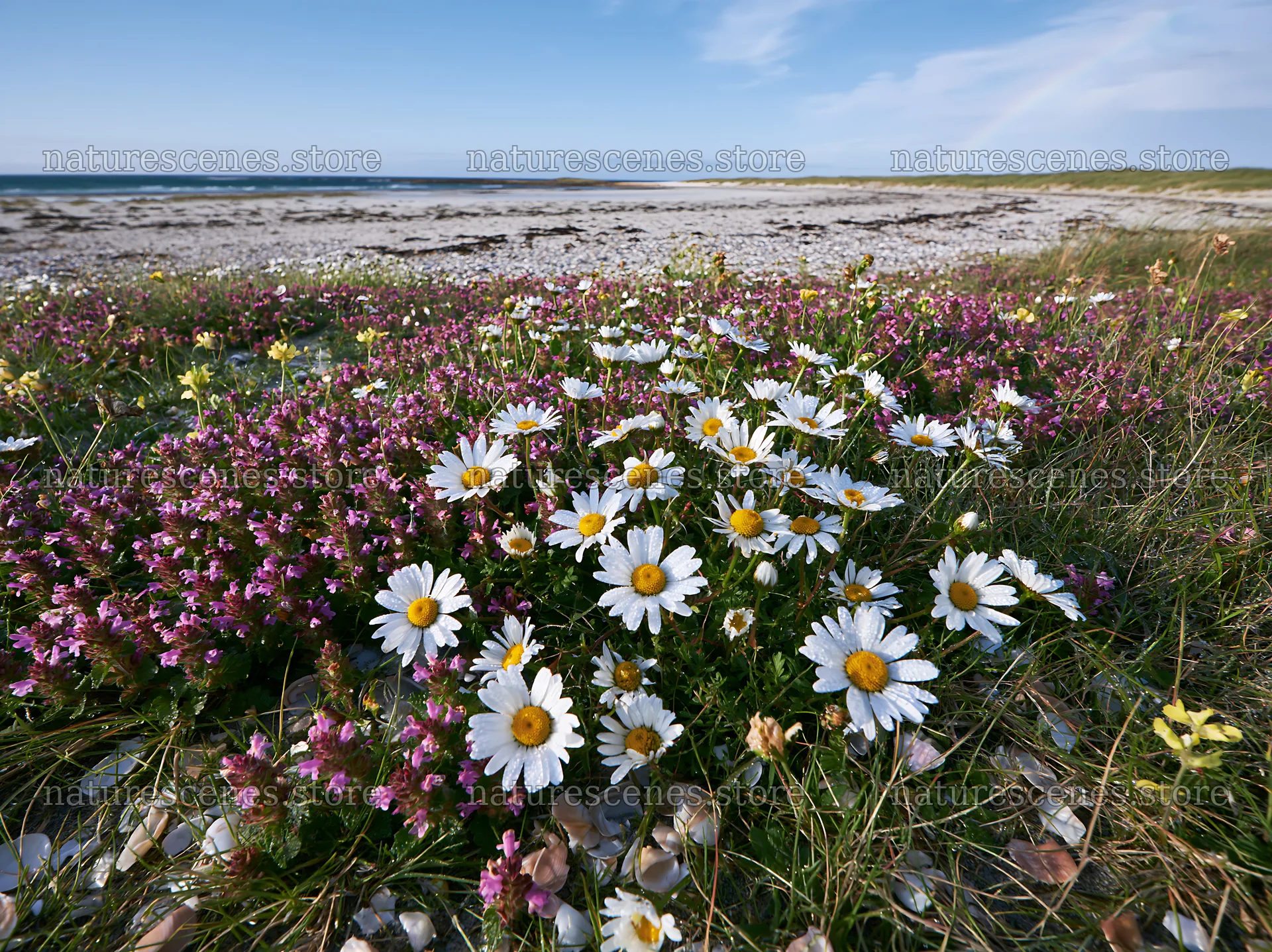 Flowers in machair beach meadow near the coastline – nature scenes 9174x6866