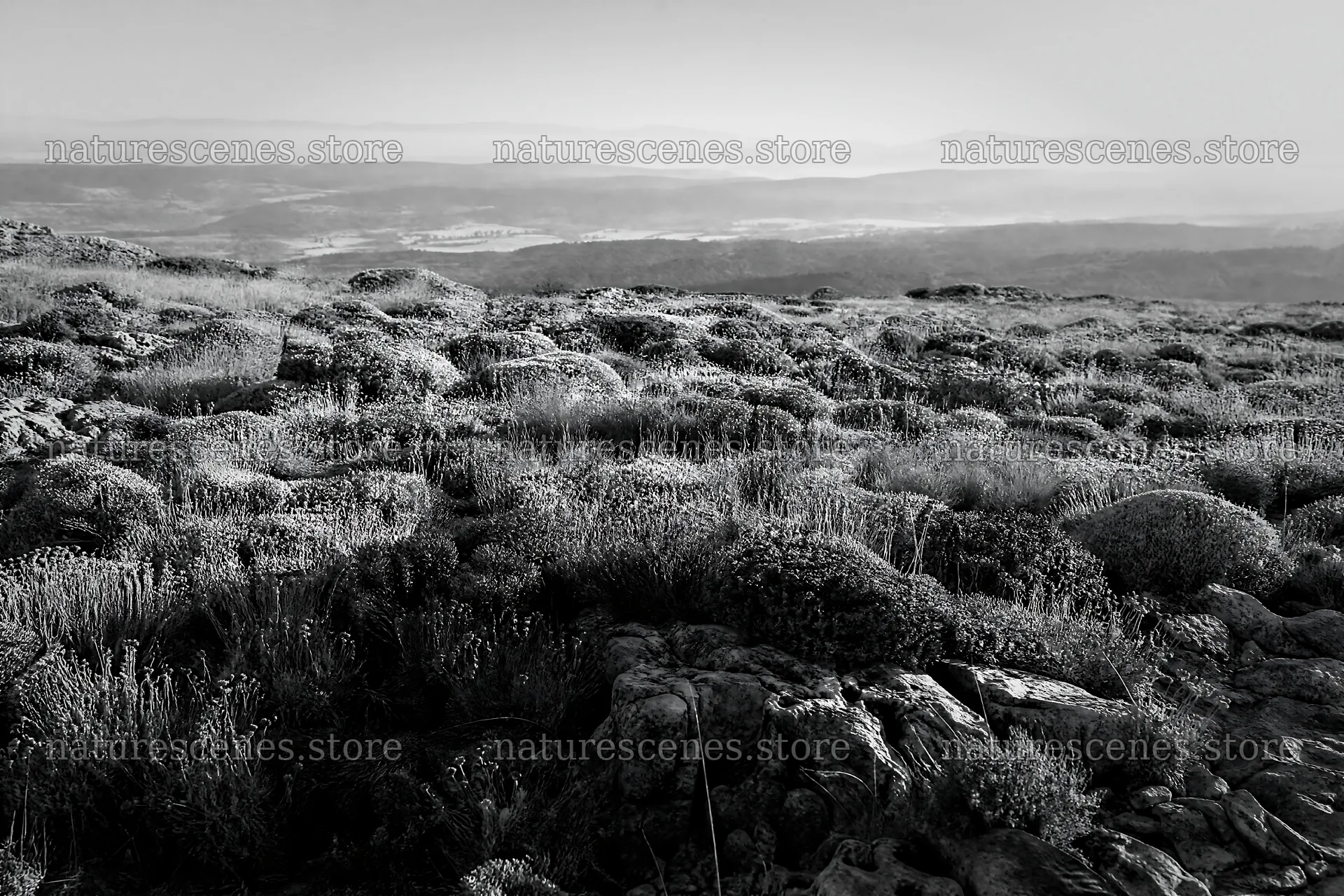 Drought-tolerant meadow with rocky terrain in open landscape – nature scenes 9722x6480