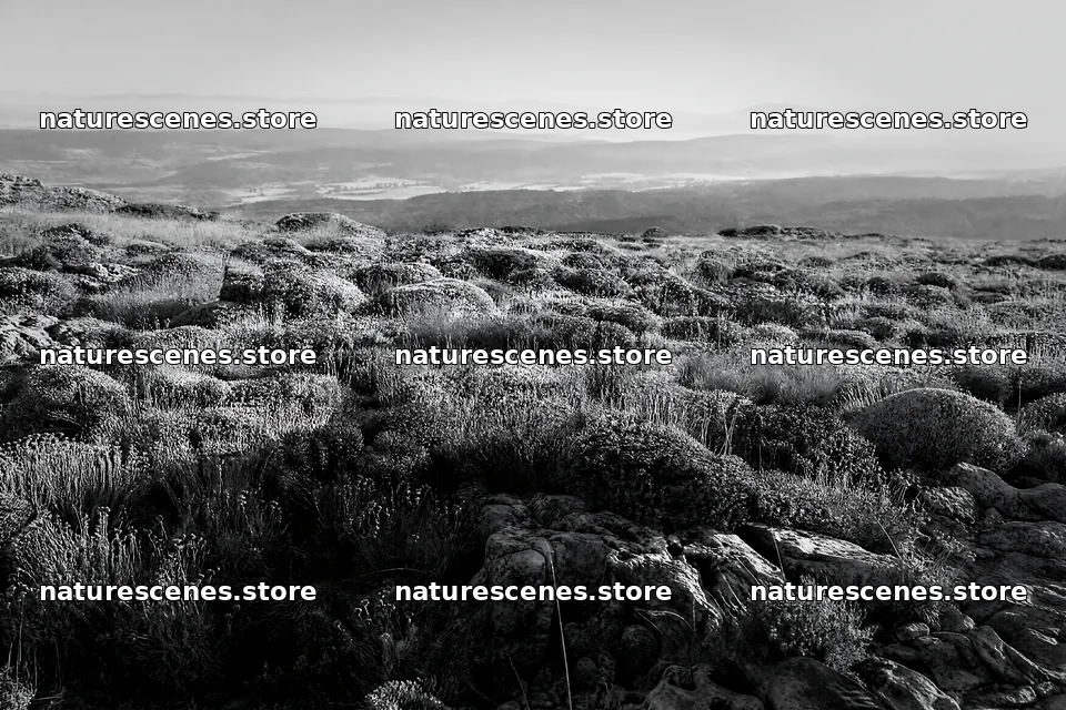 Drought-tolerant meadow with rocky terrain in open landscape – nature scenes 9722x6480