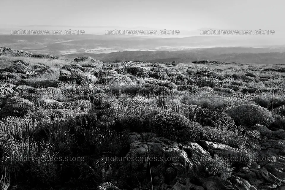 Drought-tolerant meadow with rocky terrain in open landscape – nature scenes 9722x6480