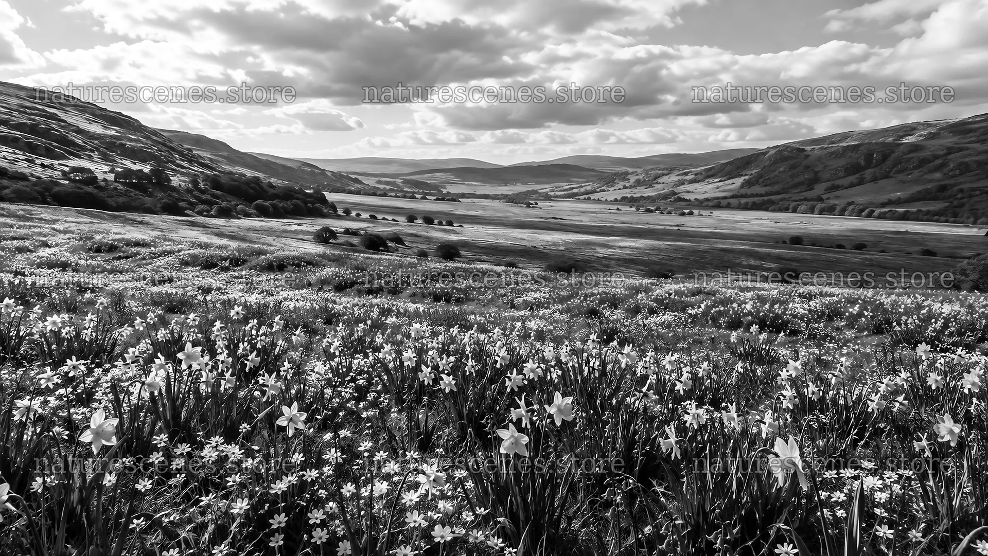Spring Bulbs Across a Monochrome Valley – nature scenes 10324x5812