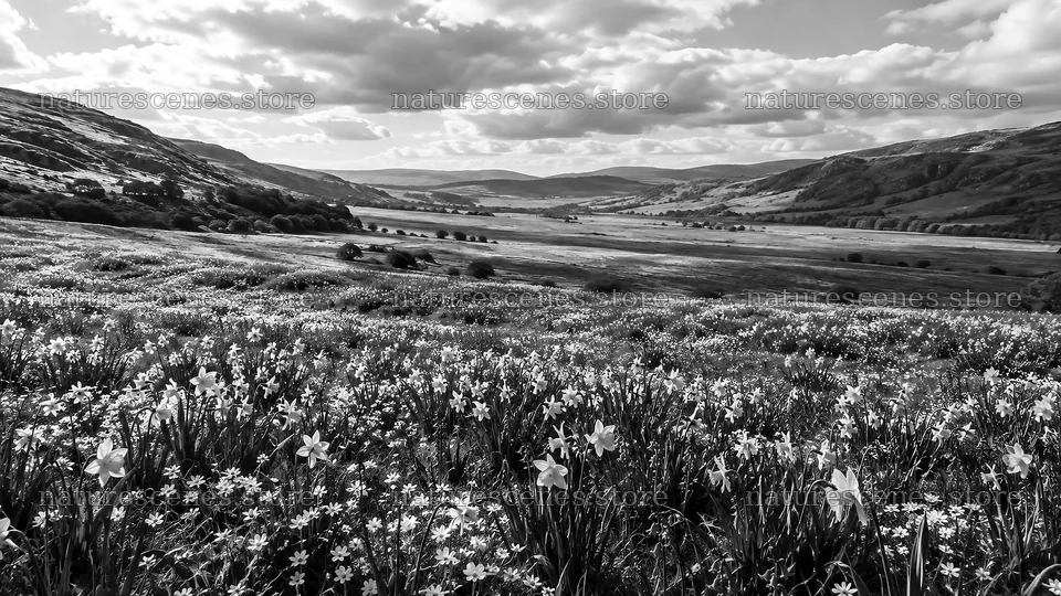 Spring Bulbs Across a Monochrome Valley – nature scenes 10324x5812