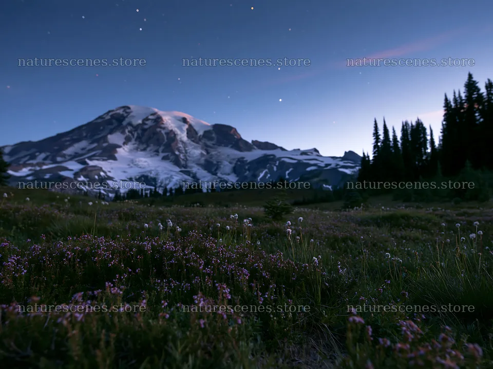 Mount Rainier wildflower meadow at sunrise – nature scenes 9174x6866