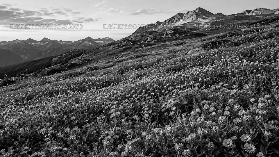 Monochrome Mountain Meadow with Wildflowers – nature scenes 10324x5812