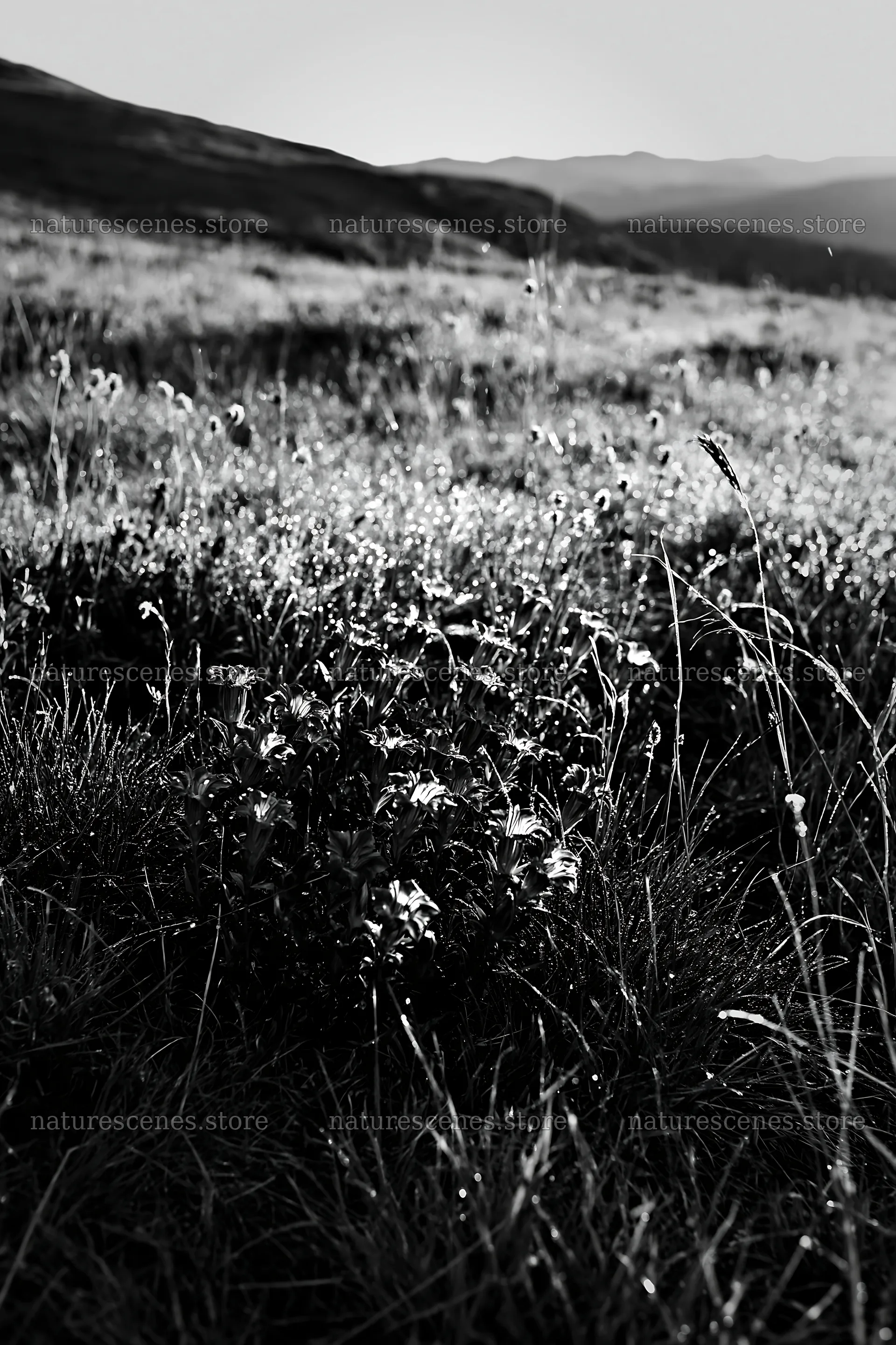Silver dew meadow with flowers in the morning light – nature scenes 6480x9722
