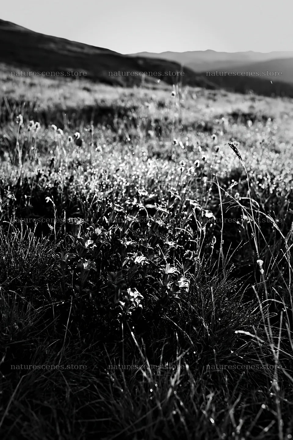 Silver dew meadow with flowers in the morning light – nature scenes 6480x9722