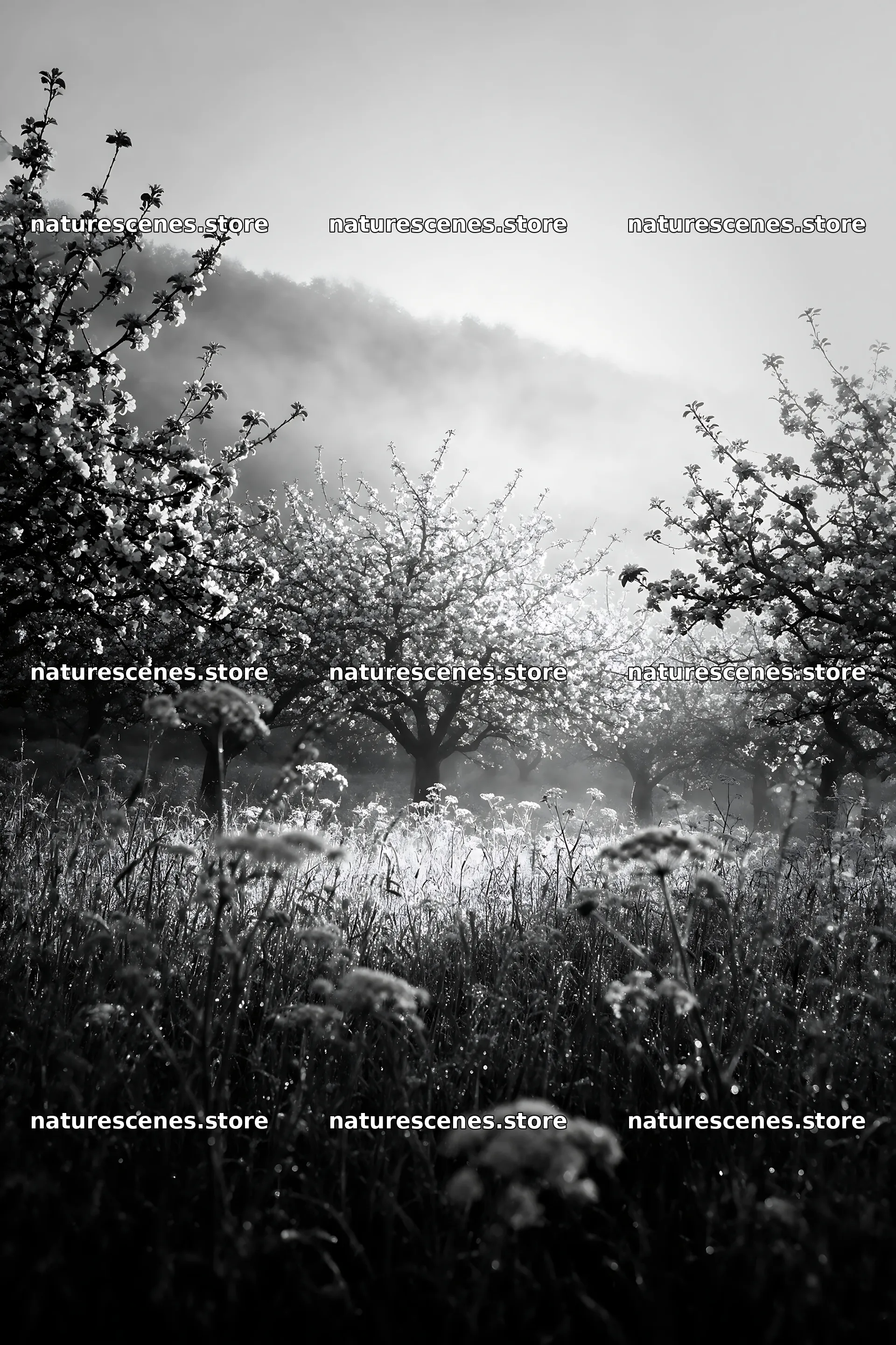 Apple blossom meadow with morning light and fog – nature scenes 6480x9722