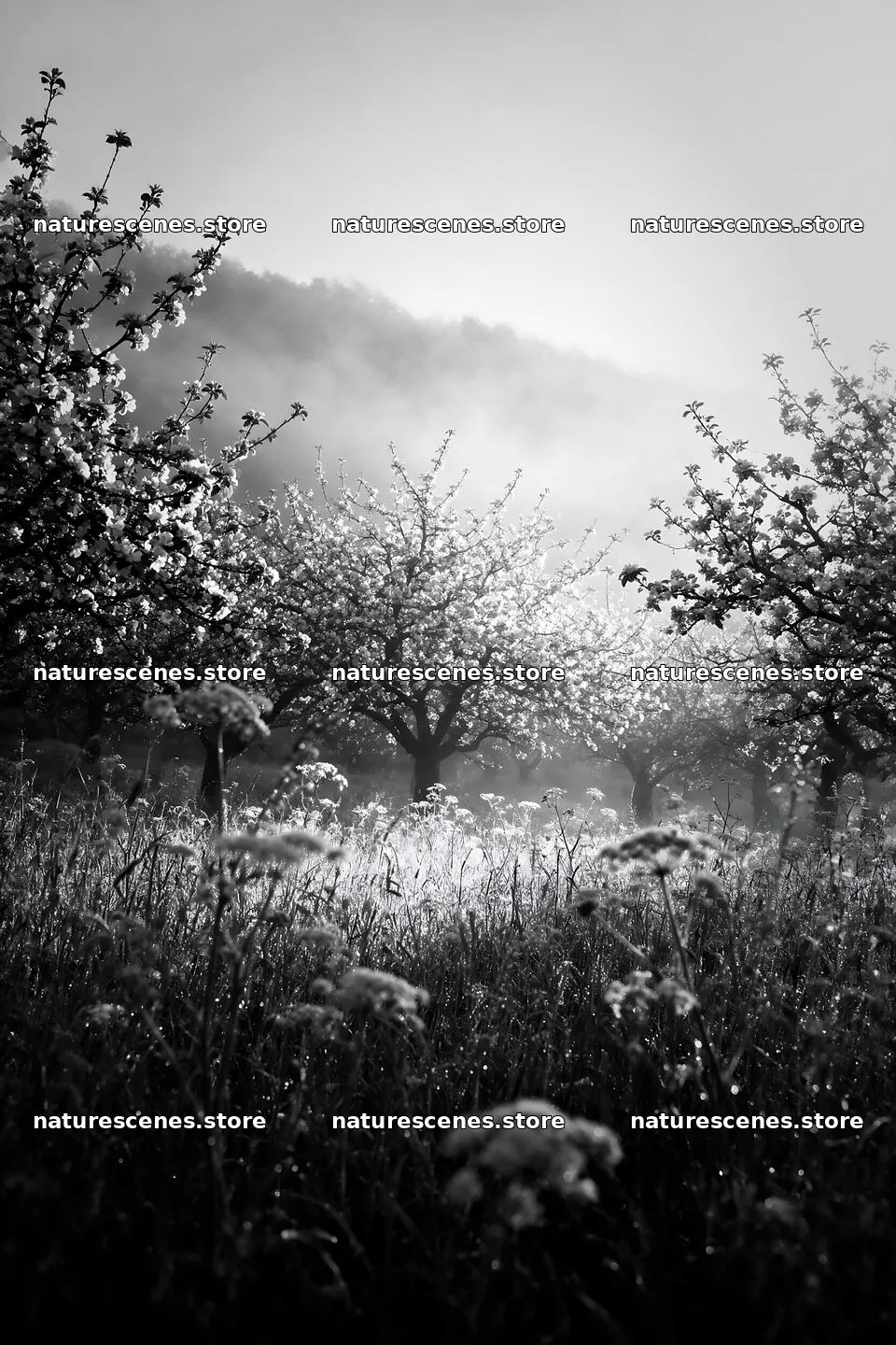 Apple blossom meadow with morning light and fog – nature scenes 6480x9722