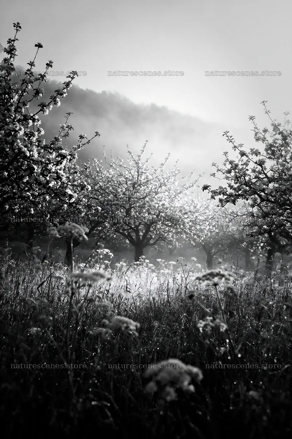 Apple blossom meadow with morning light and fog – nature scenes 6480x9722