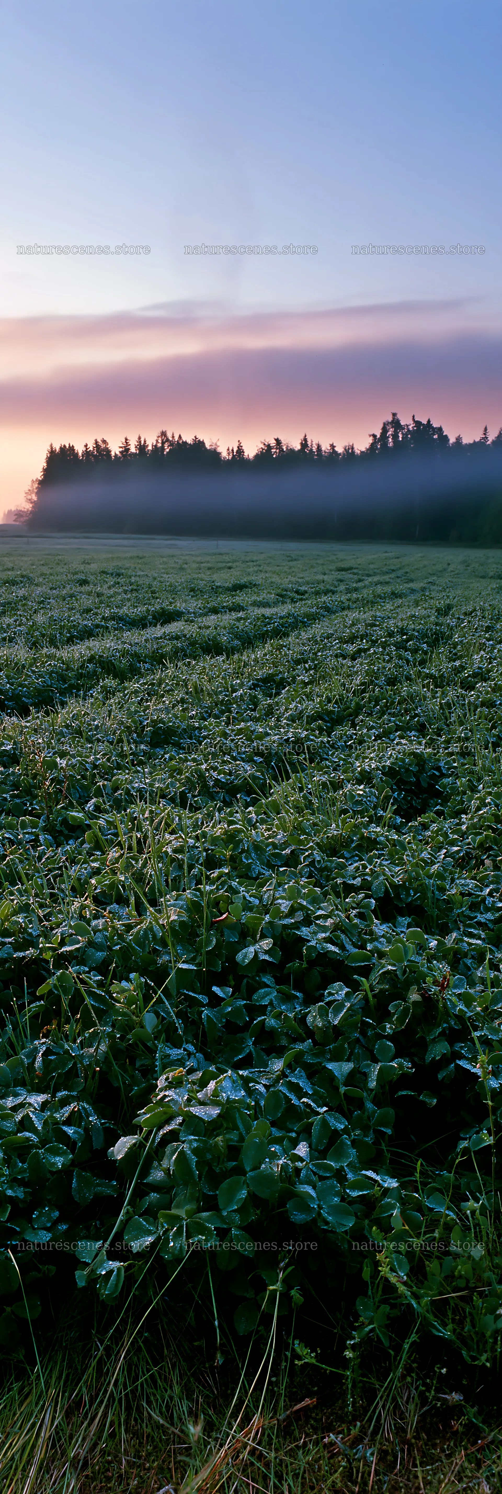 Dew-covered clover meadow at dawn with misty forest in background – nature scenes 4602x13690