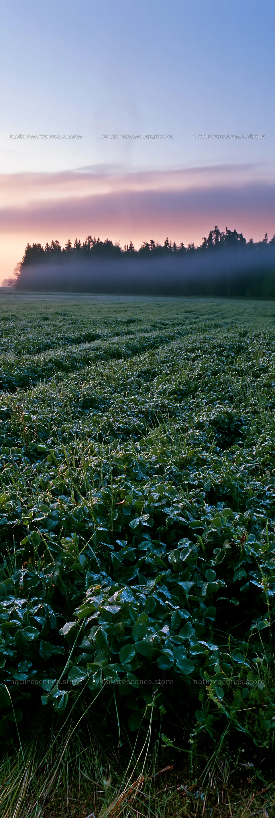Dew-covered clover meadow at dawn with misty forest in background – nature scenes 4602x13690