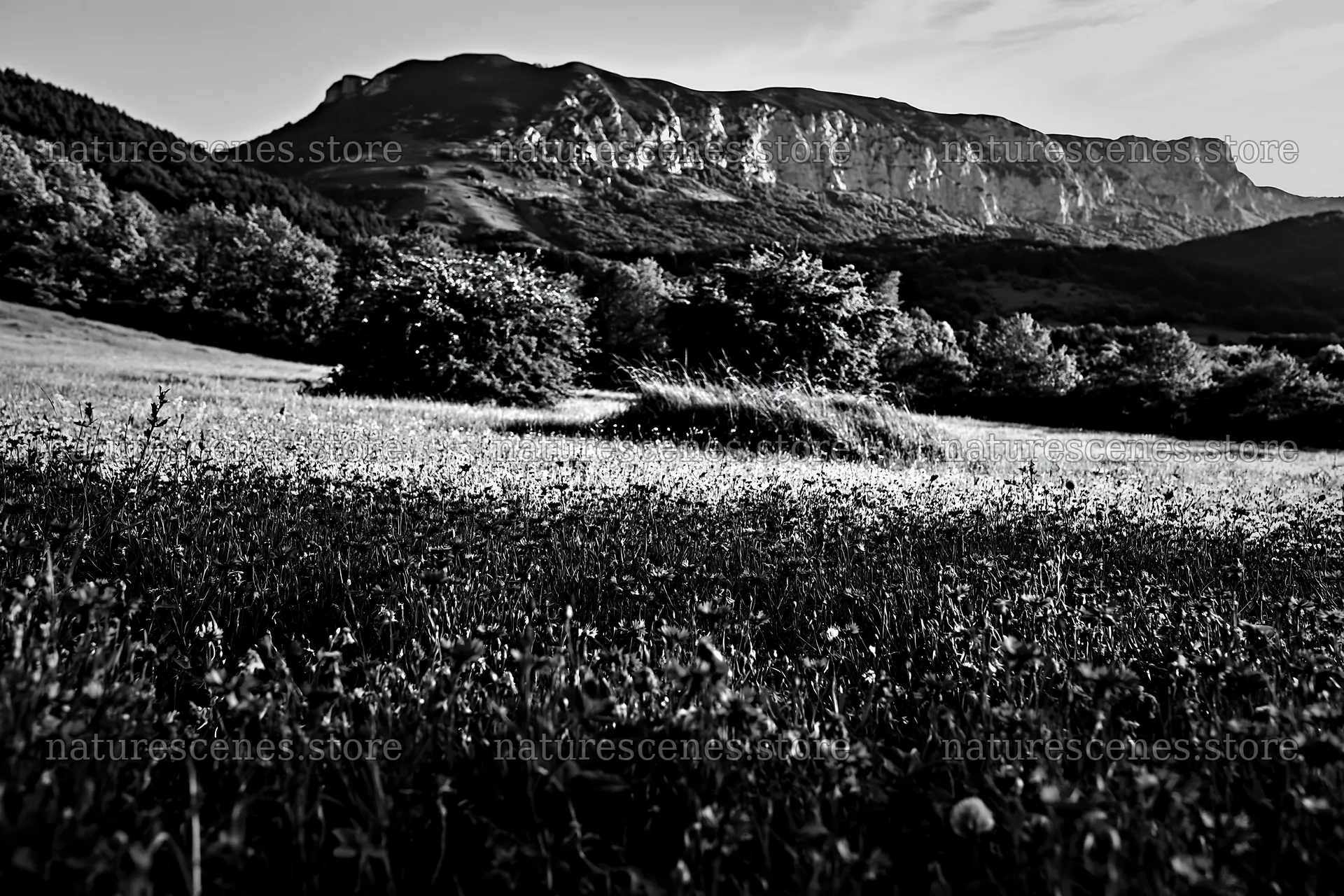 Clover cornflower meadow with mountain backdrop in daylight – nature scenes 9722x6480