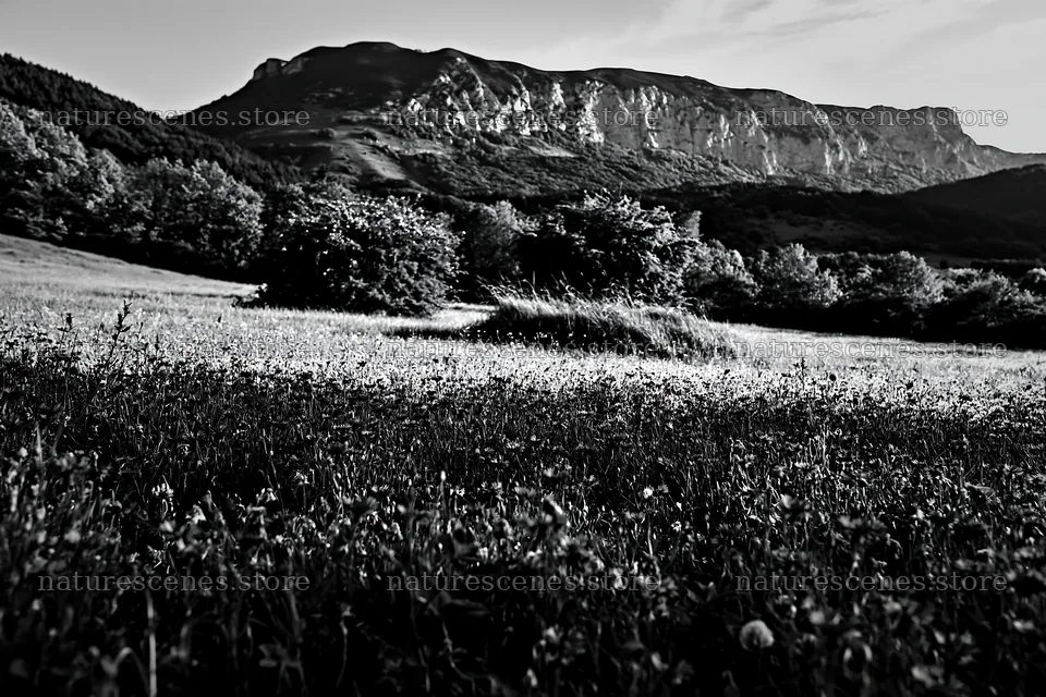 Clover cornflower meadow with mountain backdrop in daylight – nature scenes 9722x6480