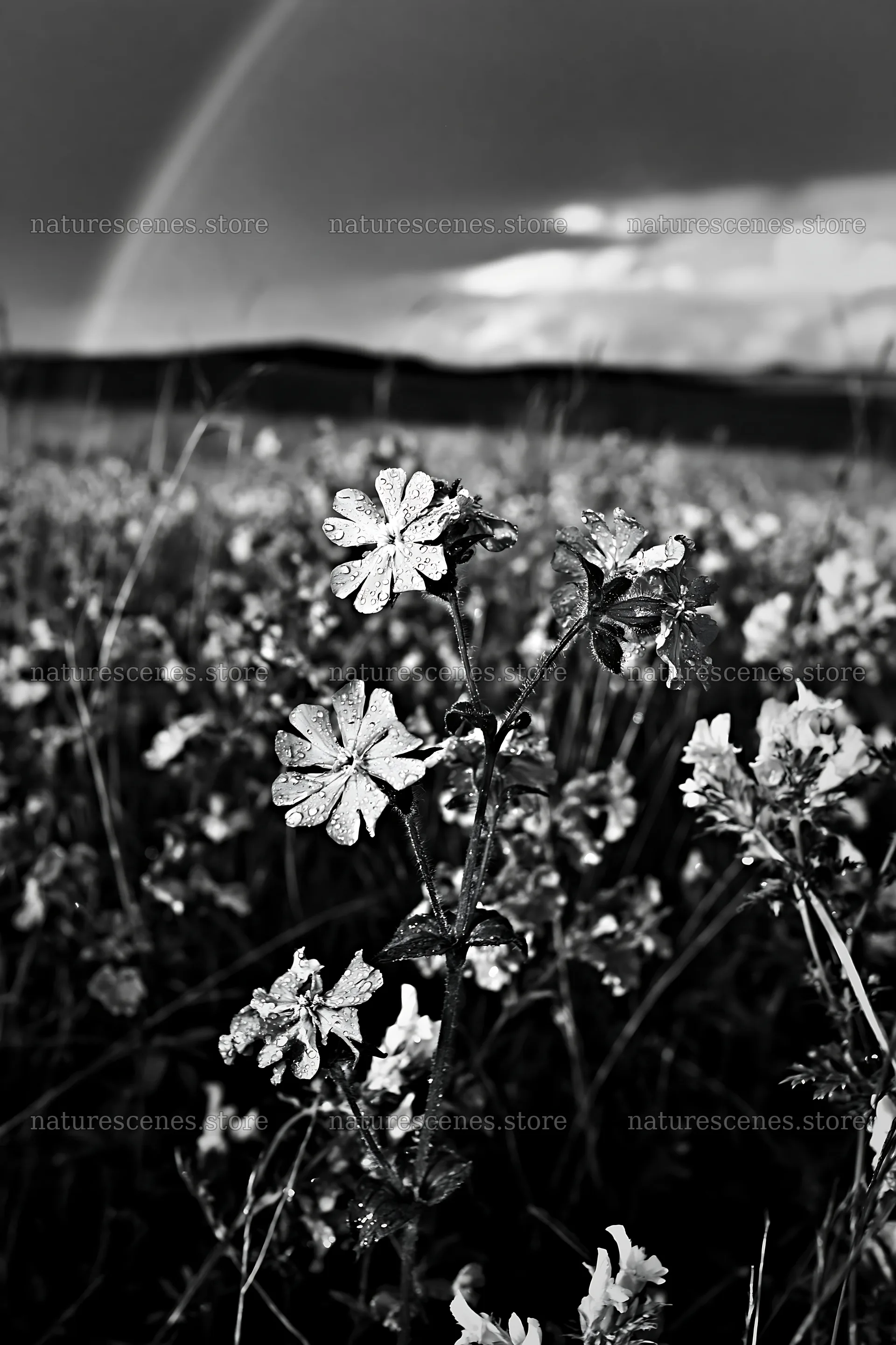 Meadow with campion flowers under a cloudy sky – nature scenes 6480x9722