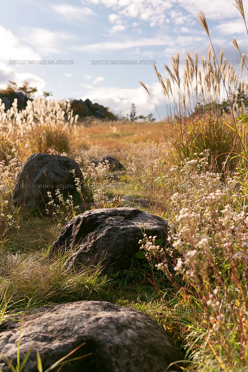 Rewilded Akita silver grass meadow with stones and tall grass – nature scenes 6480x9722