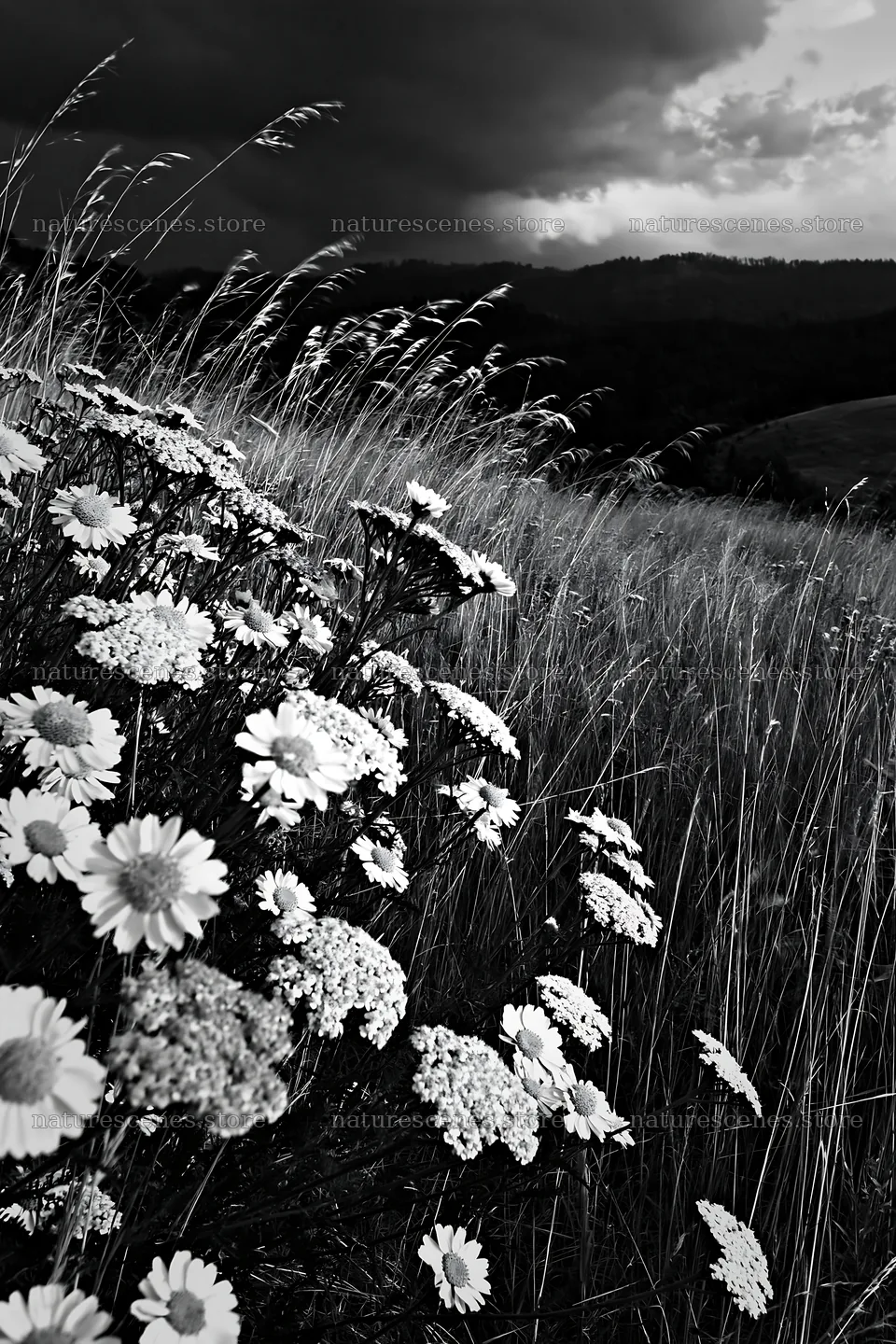 Yarrow meadow bloom under dark stormy sky – nature scenes 6480x9722