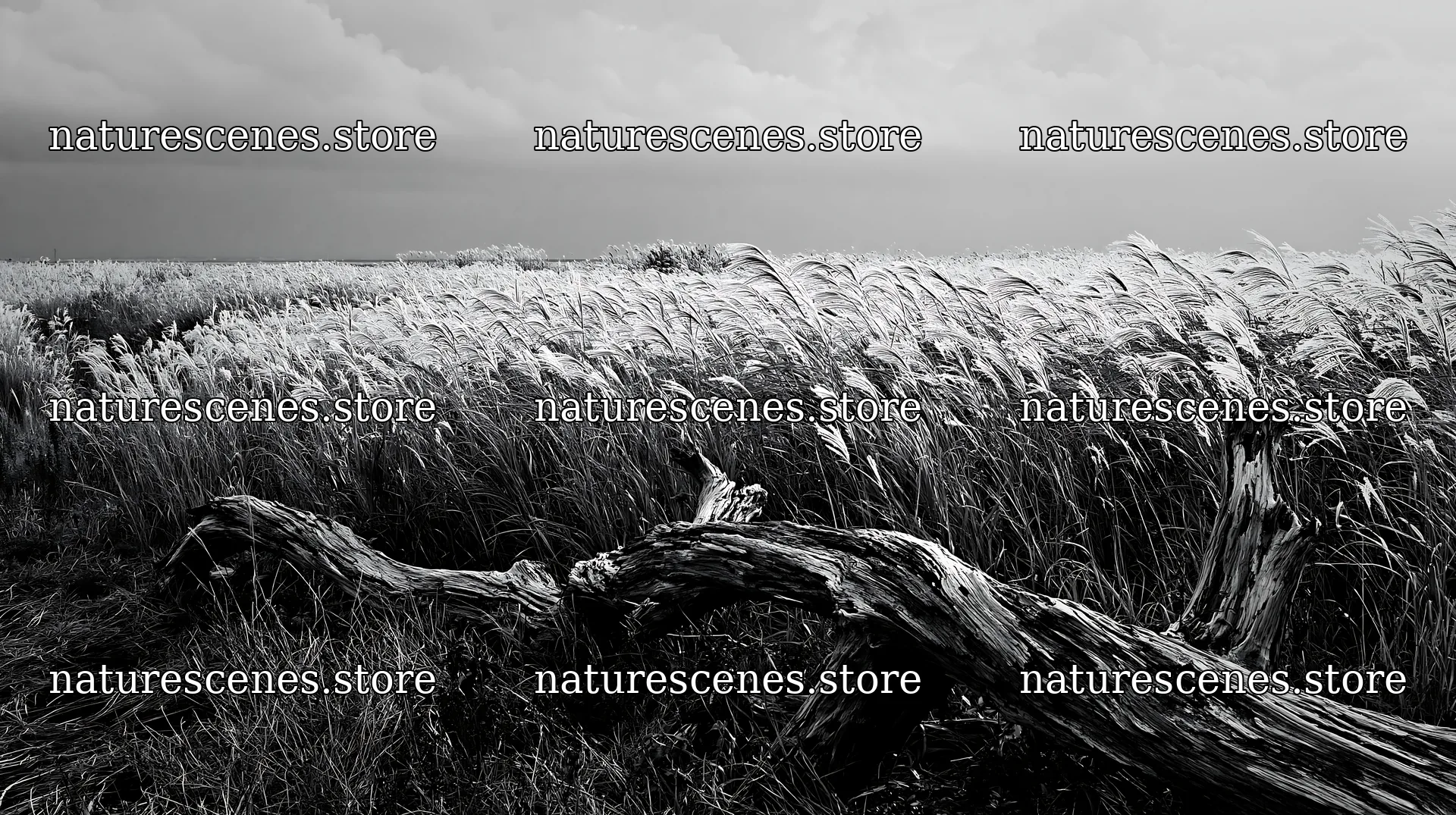 Chiba coastal climate meadow with driftwood in foreground – nature scenes 10608x5938
