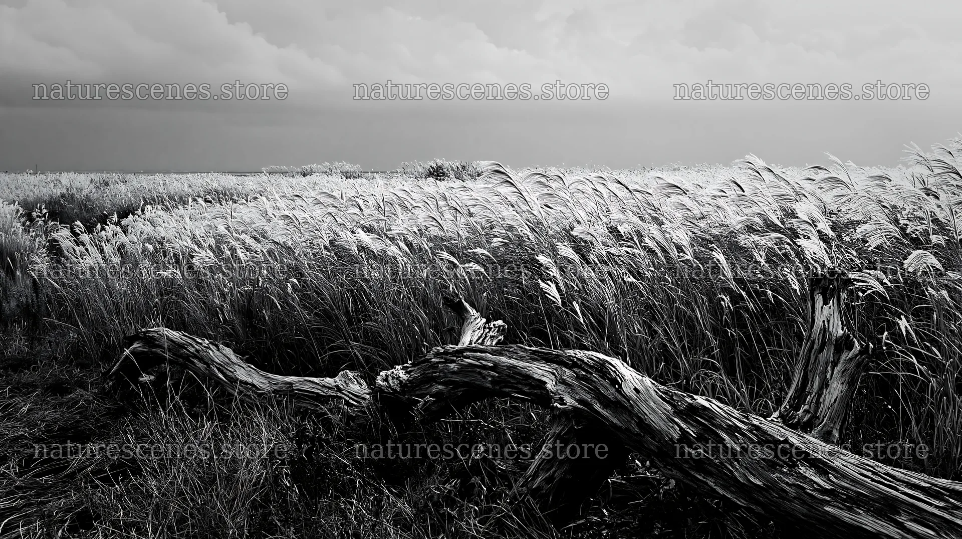 Chiba coastal climate meadow with driftwood in foreground – nature scenes 10608x5938