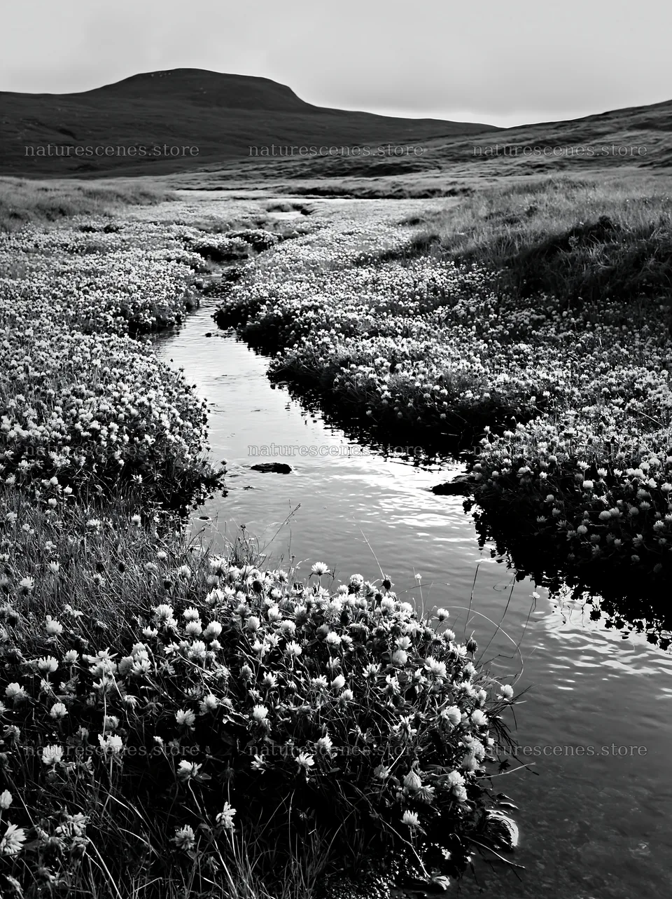 High contrast meadow with natural watercourse and flowers – nature scenes 6866x9174